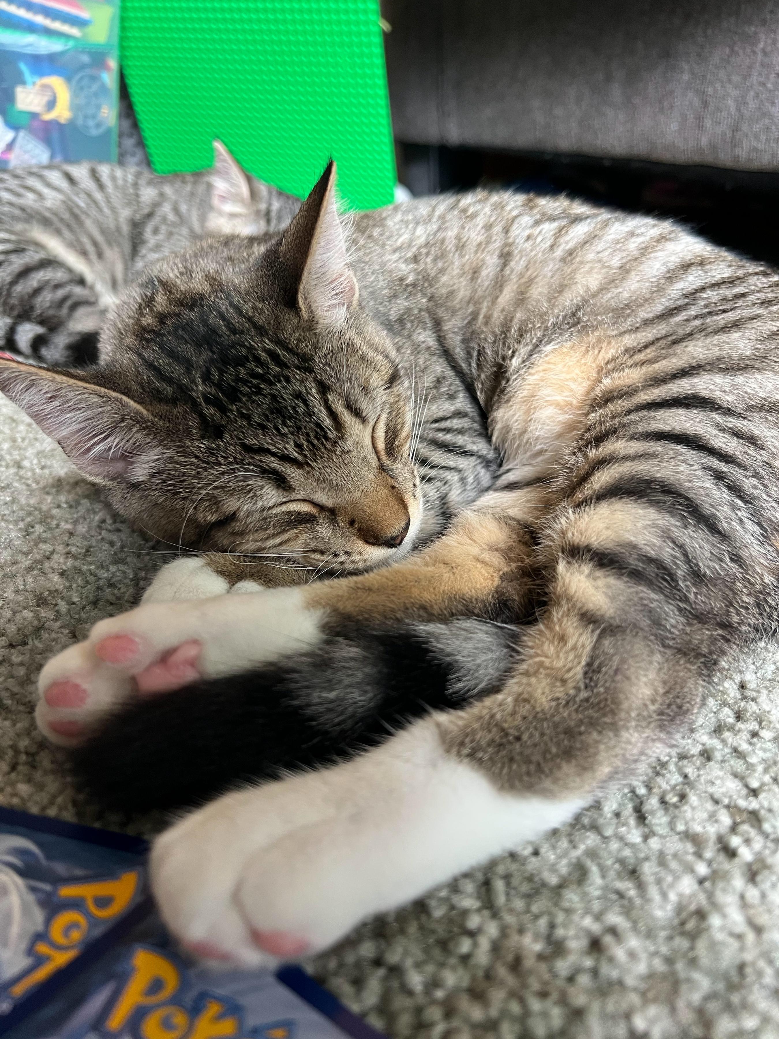Florence, an adoptable Tabby, Domestic Short Hair in Pasco, WA, 99301 | Photo Image 4