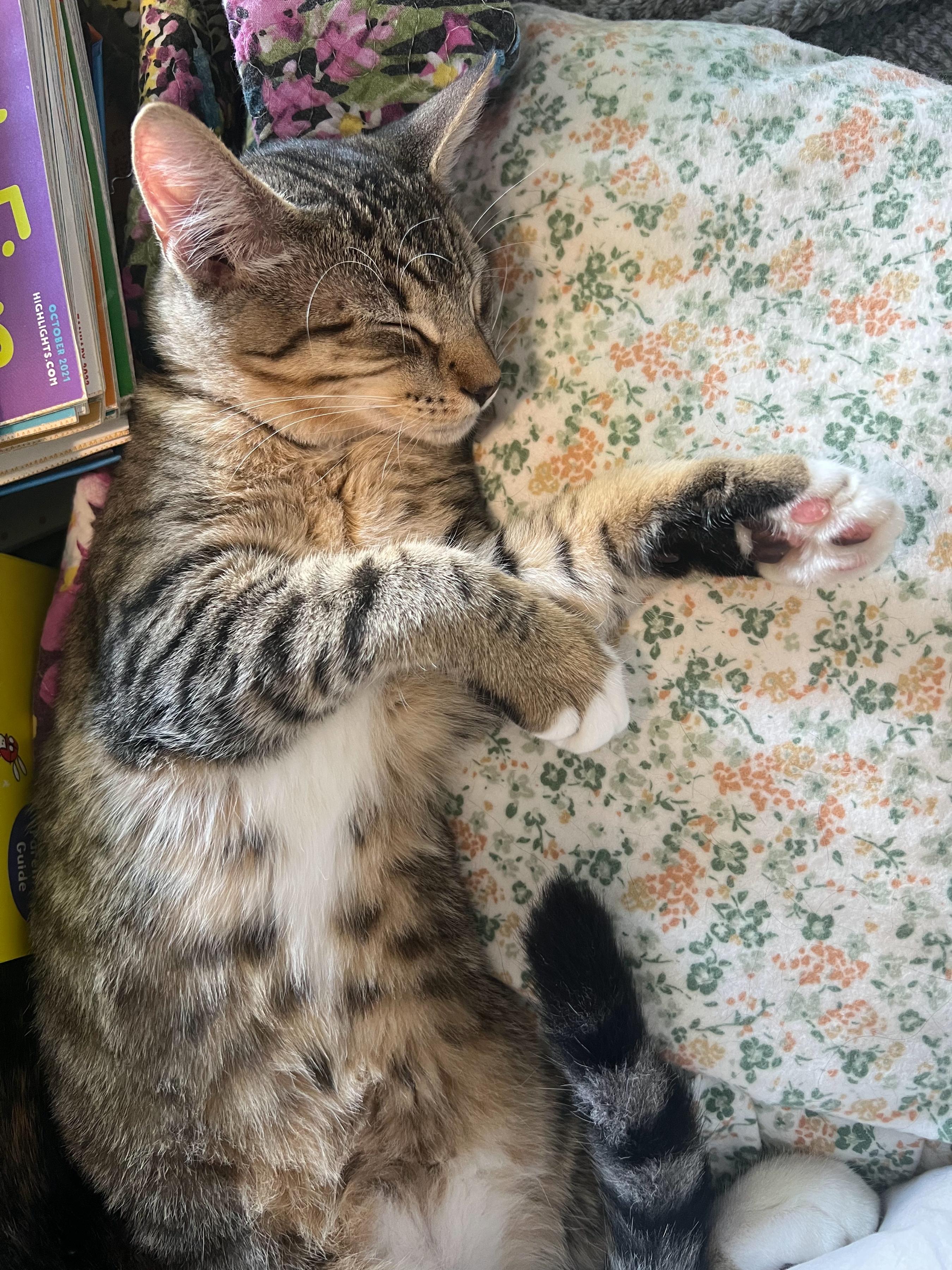 Florence, an adoptable Tabby, Domestic Short Hair in Pasco, WA, 99301 | Photo Image 6