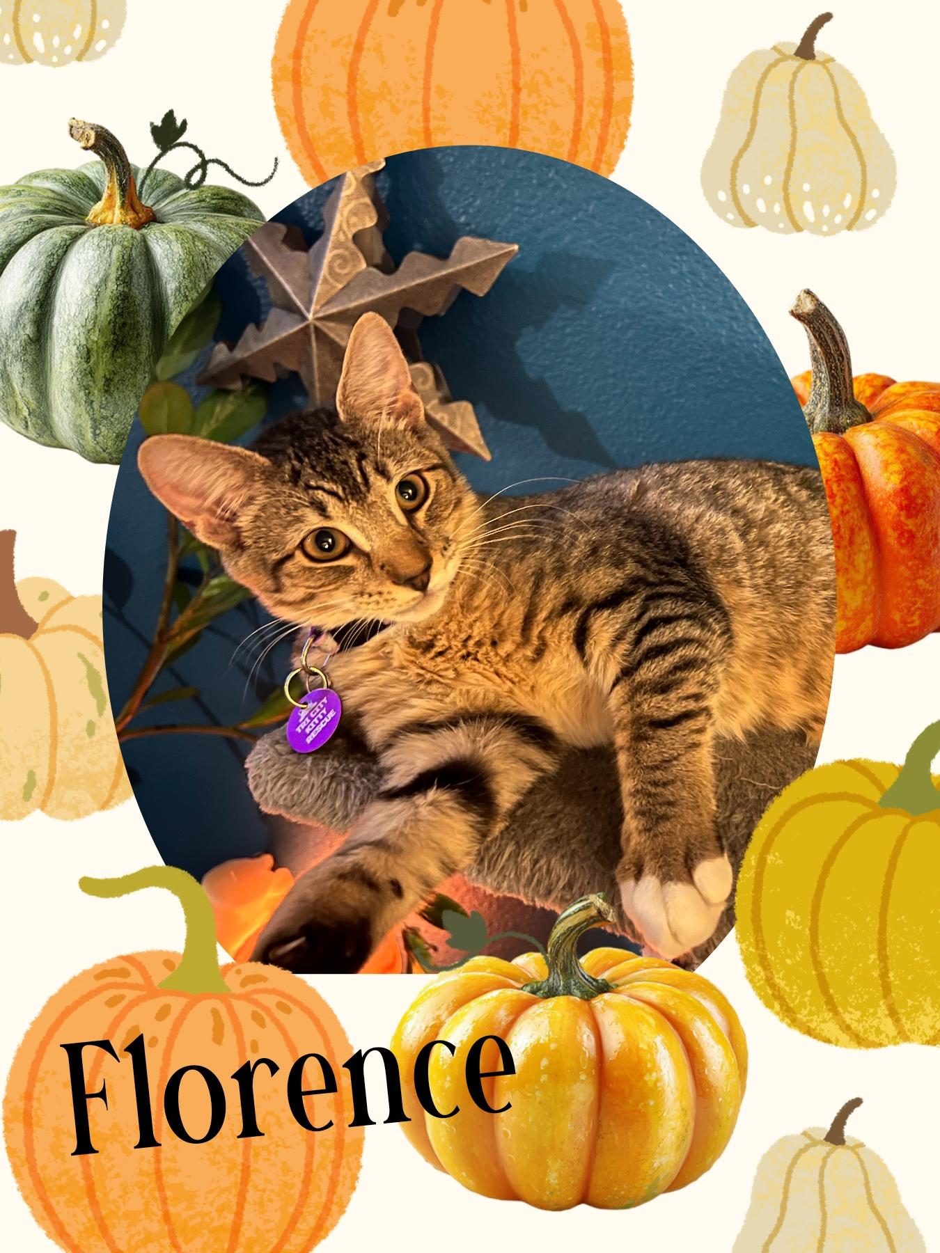 Florence, an adoptable Tabby, Domestic Short Hair in Pasco, WA, 99301 | Photo Image 1