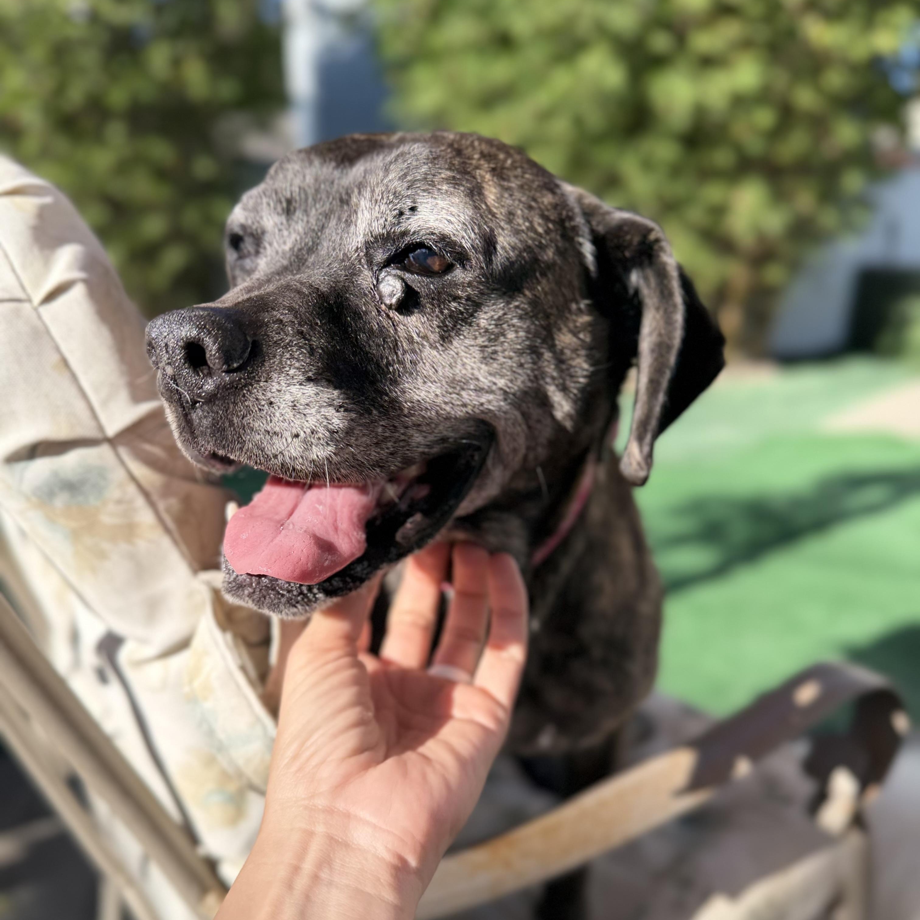 Leonora, Adoptable, Senior Female Boxer.