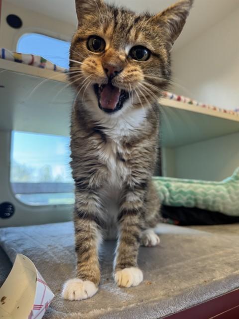 Enlarge MARY TUDOR, a Adoptable Domestic Medium Hair in Louisville, KY image 1/1