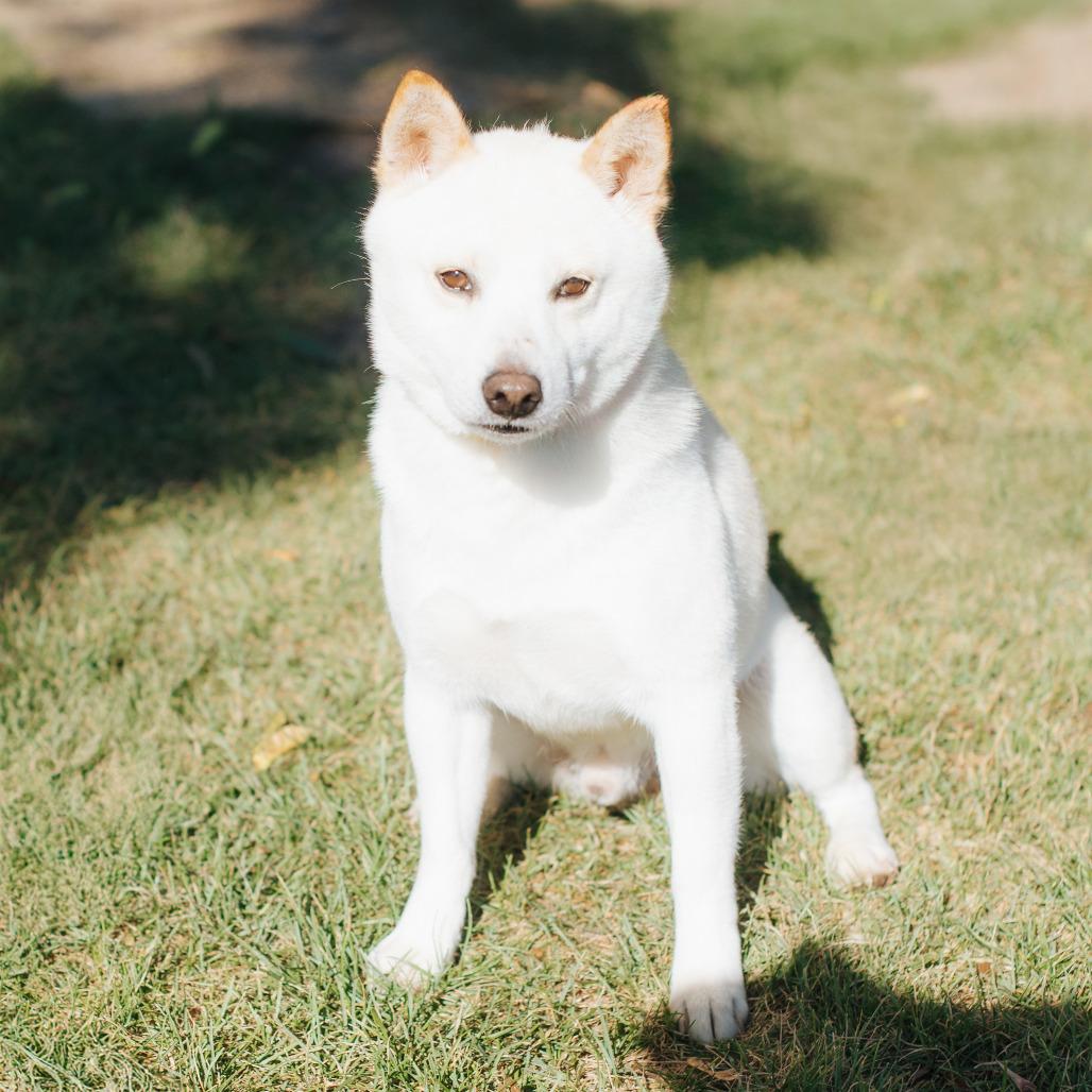 Kintsugi thumbnail 3