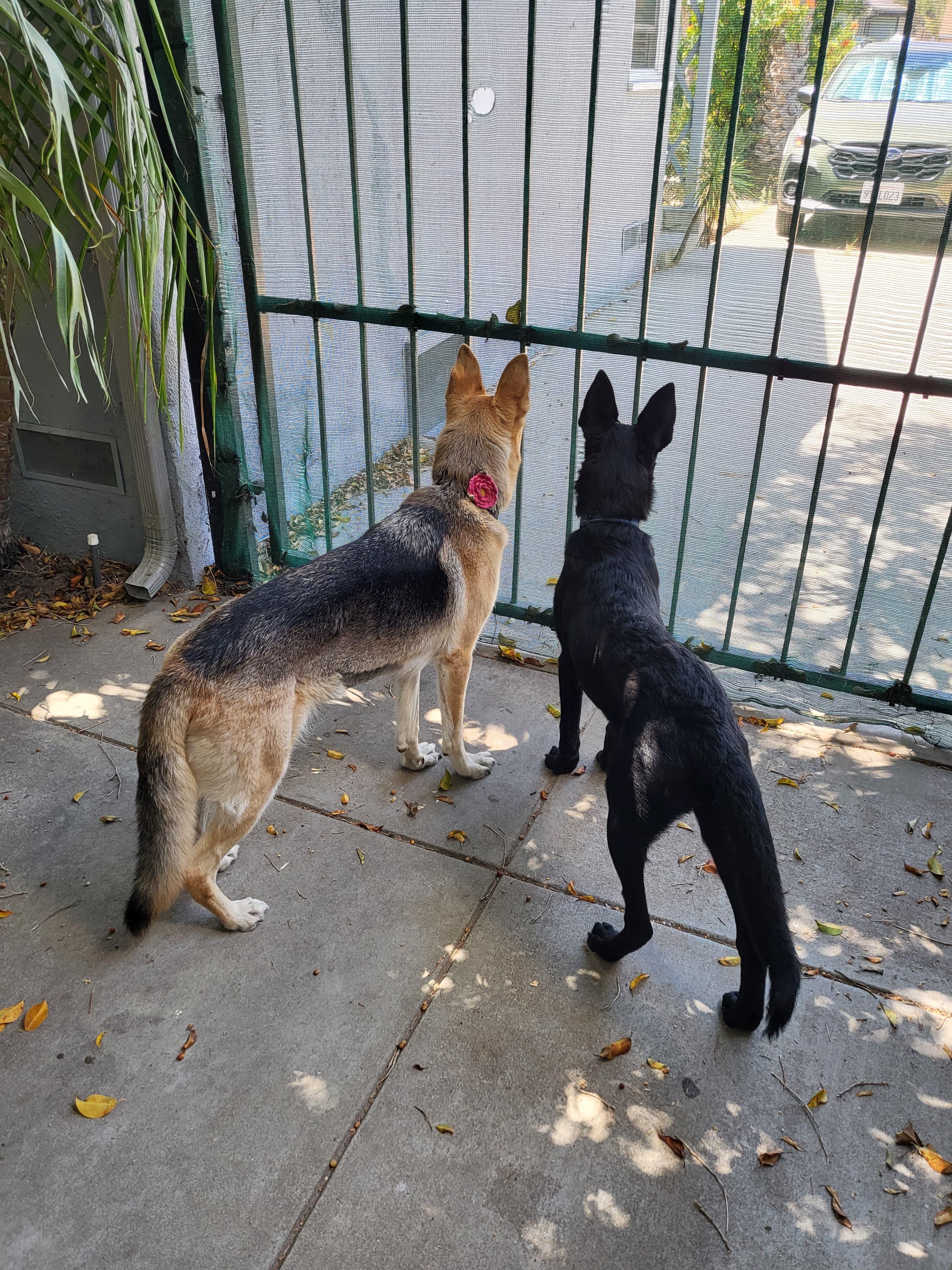 Susi, an adopted German Shepherd Dog in Burbank, CA image 2/6