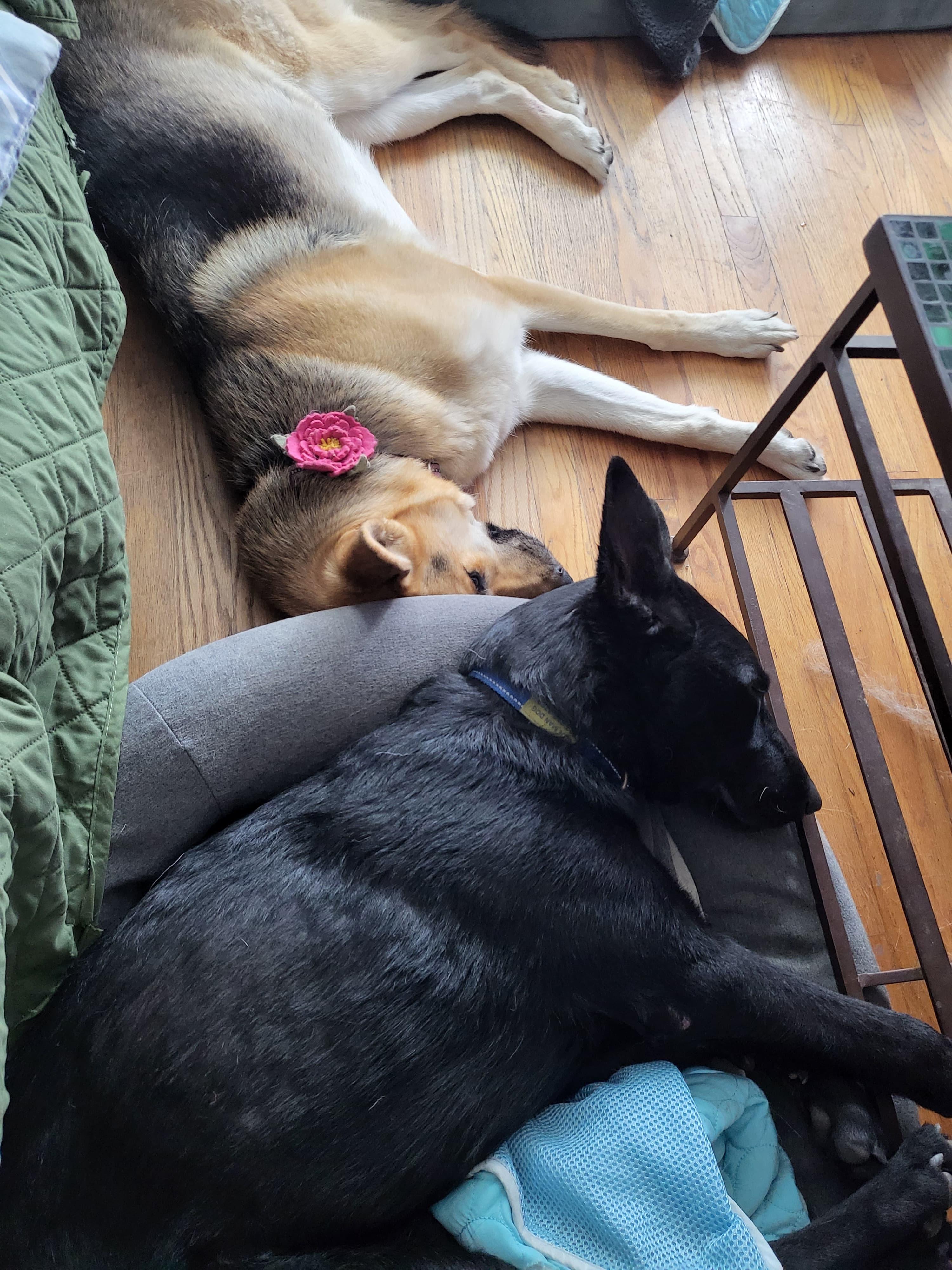 Susi, an adopted German Shepherd Dog in Burbank, CA image 4/6