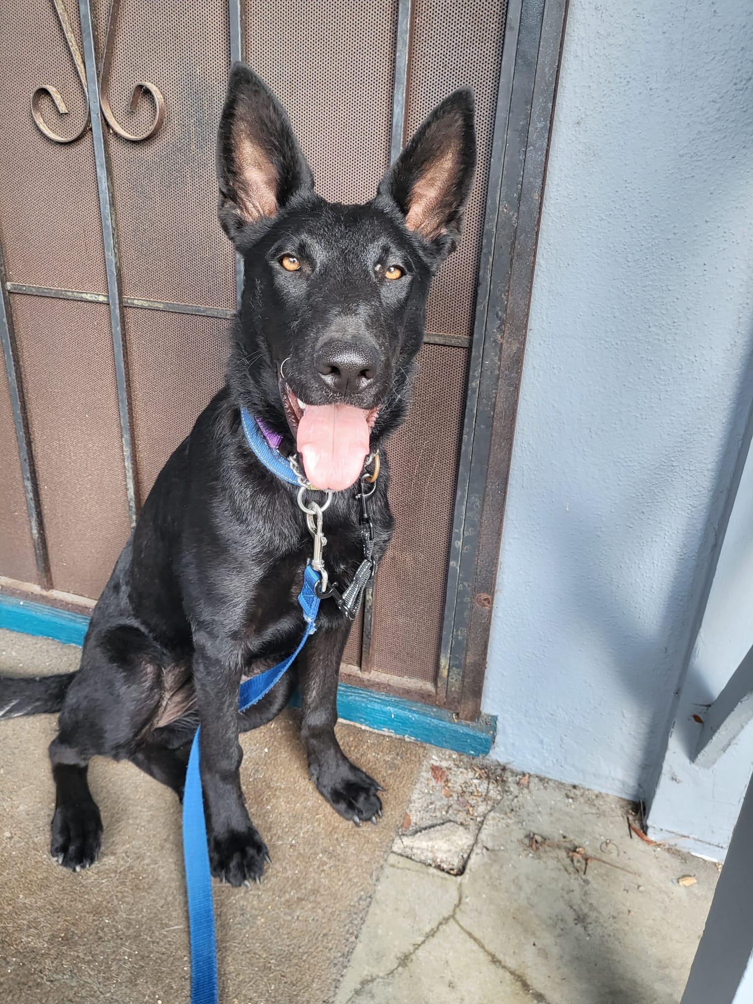 Susi, an adopted German Shepherd Dog in Burbank, CA image 1/6