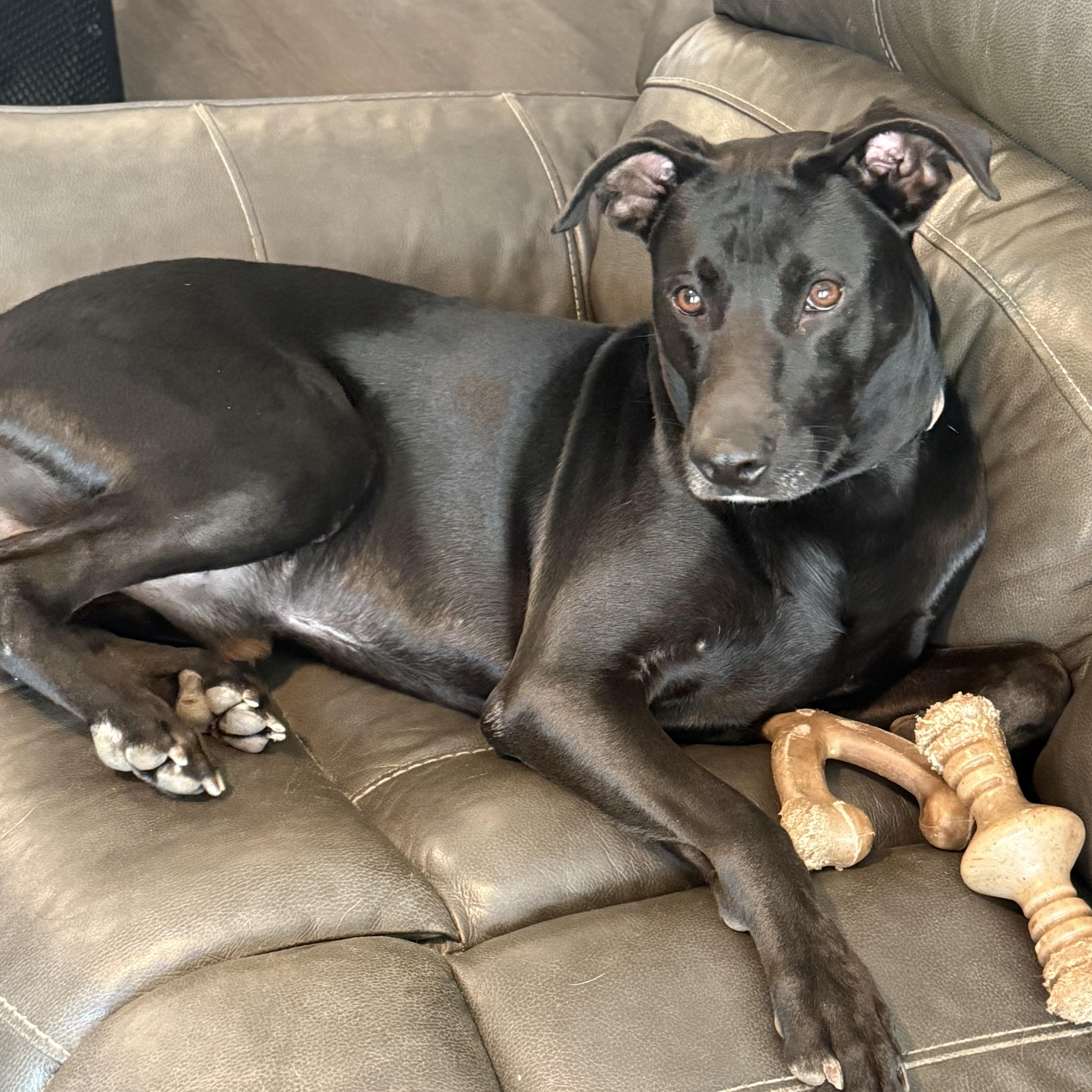 Enlarge Lucky Boy (Now LOKI), an adopted mixed breed in Spokane, WA image 1/6