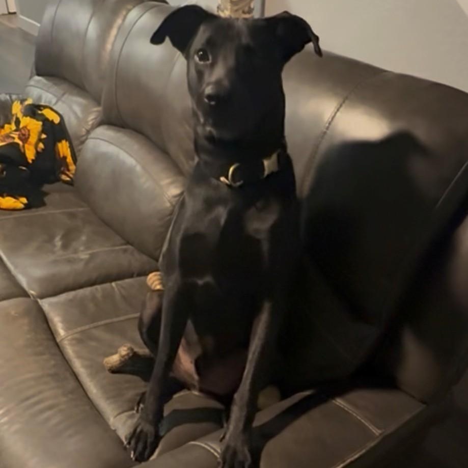 Enlarge Lucky Boy (Now LOKI), an adopted mixed breed in Spokane, WA image 5/6