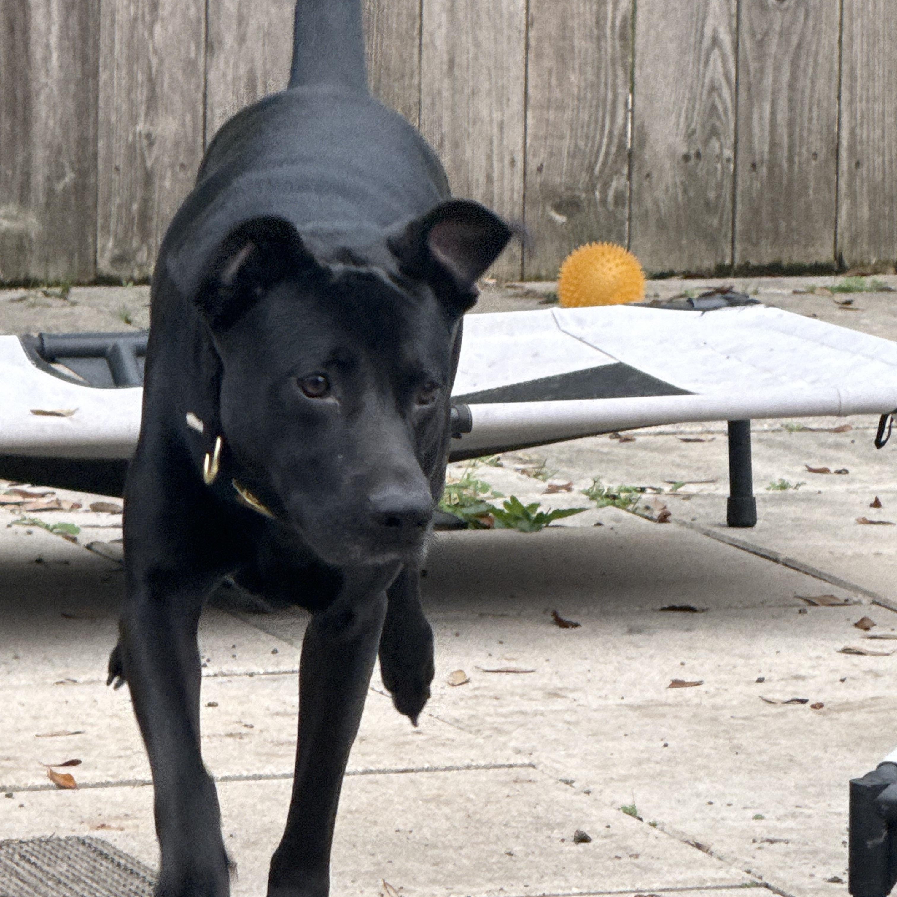 Enlarge Lucky Boy (Now LOKI), an adopted mixed breed in Spokane, WA image 2/6