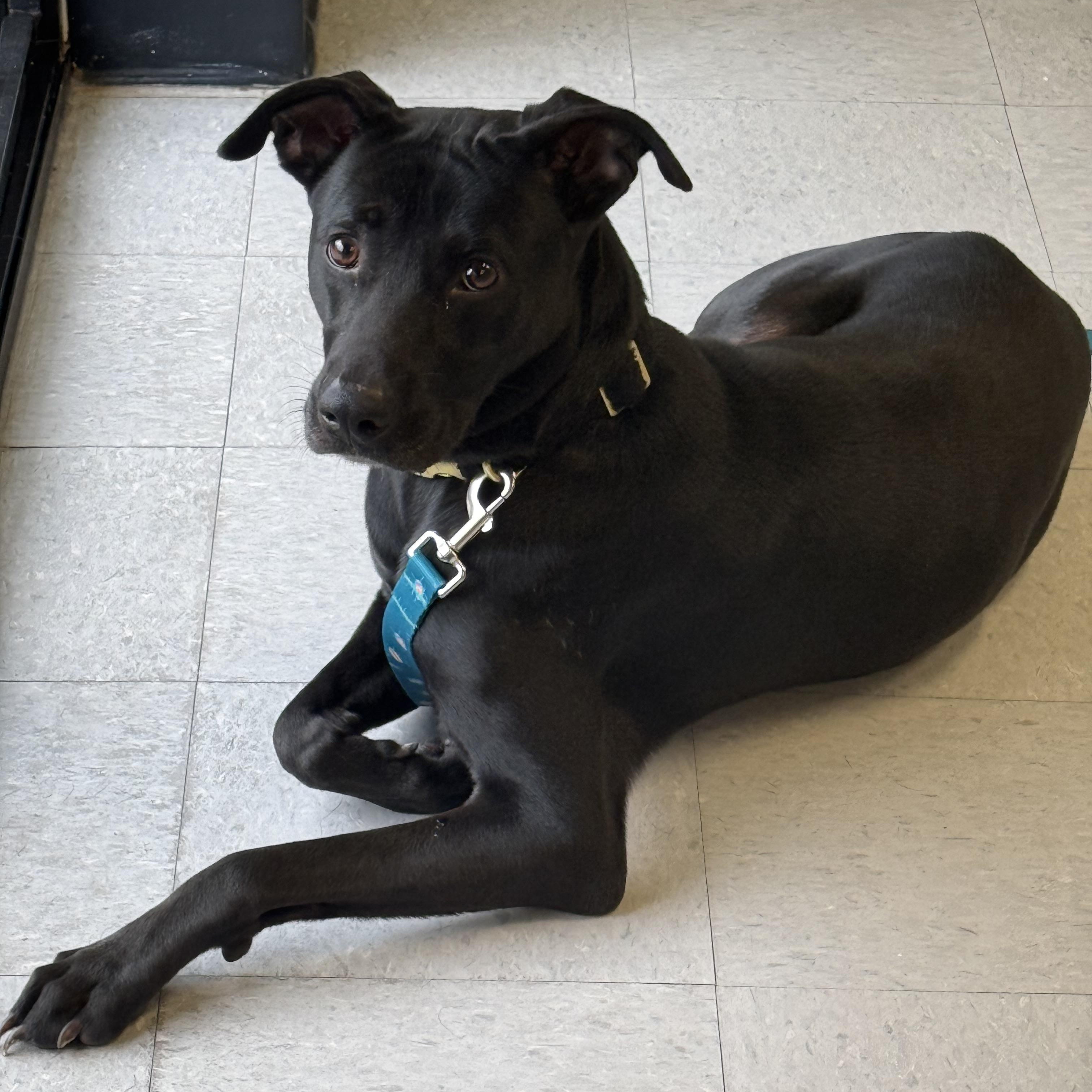 Enlarge Lucky Boy (Now LOKI), an adopted mixed breed in Spokane, WA image 4/6