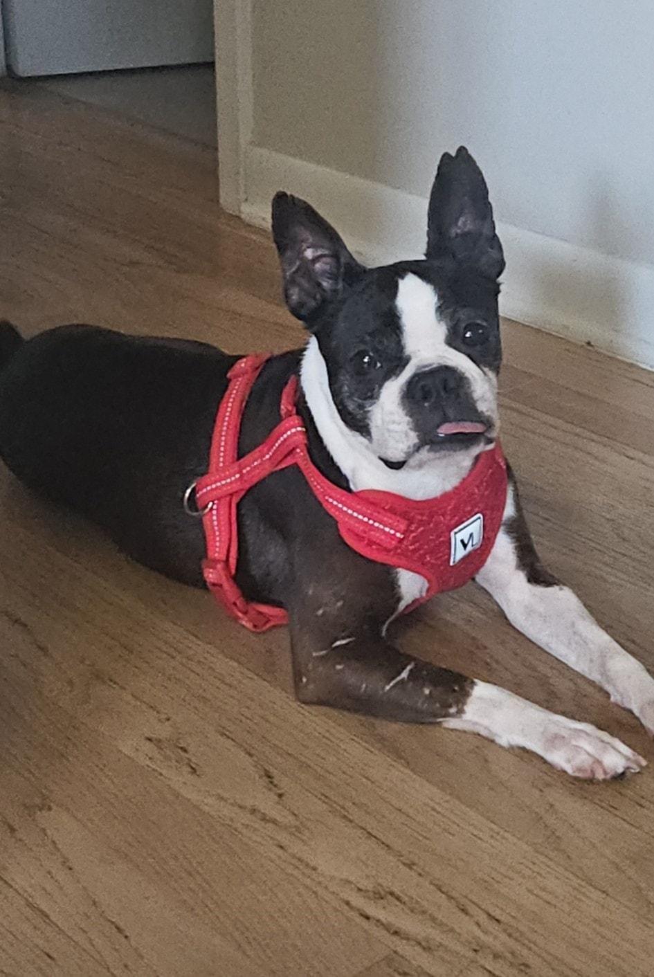 Aurora, adopted, Adult Female Boston Terrier.