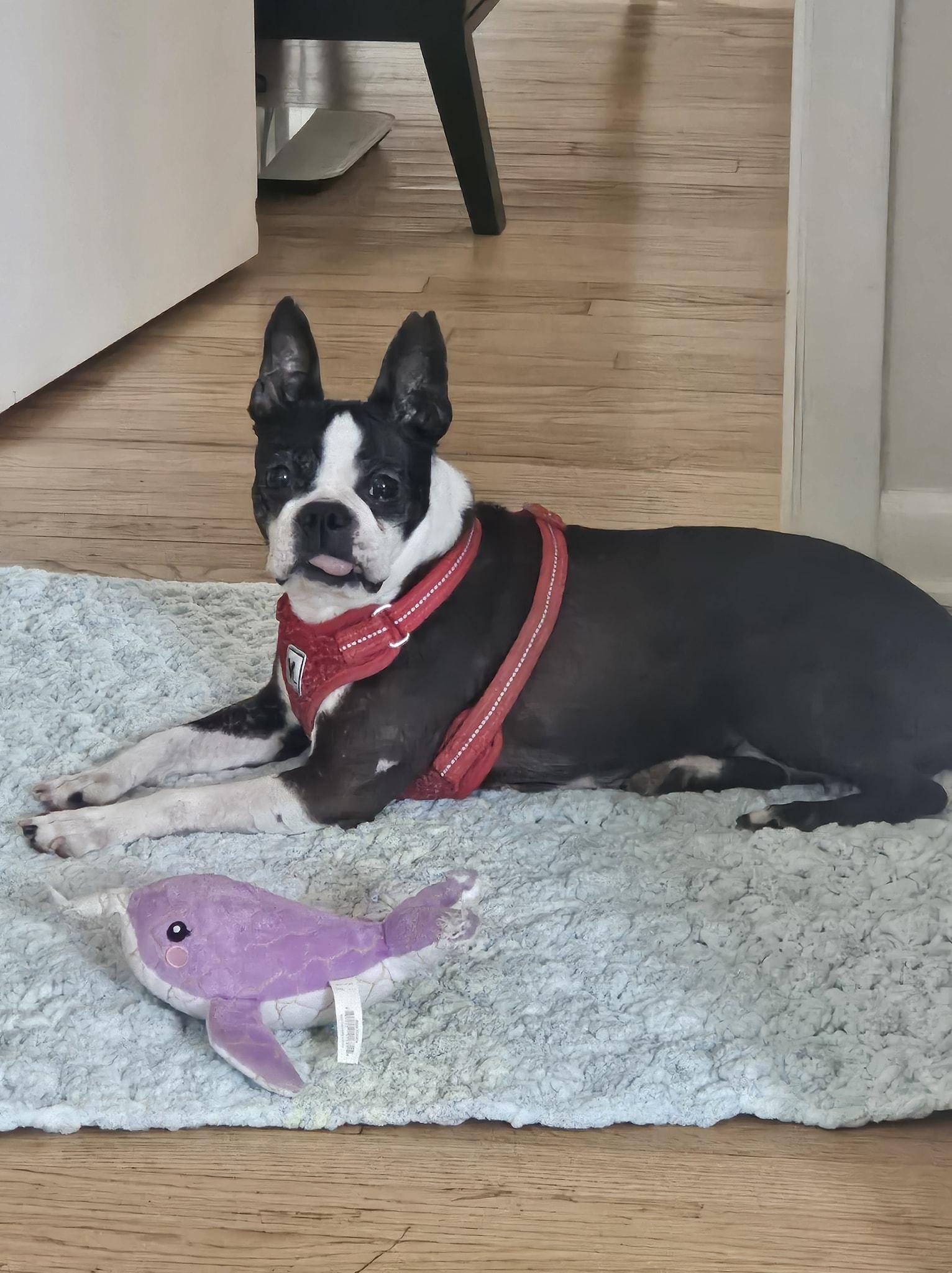 Enlarge Aurora, an adopted Boston Terrier in Waukesha, WI image 2/6