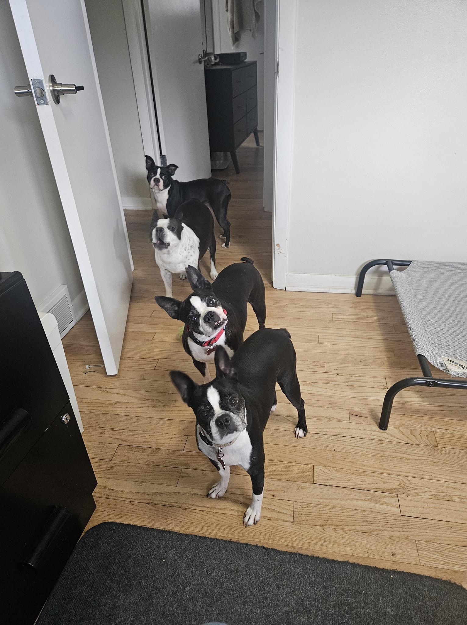 Enlarge Aurora, an adopted Boston Terrier in Waukesha, WI image 6/6