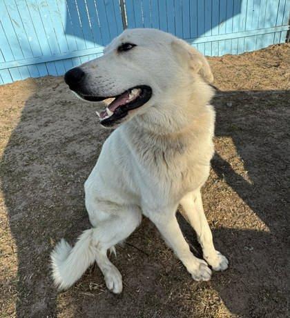Enlarge Camo, an adopted mixed breed in Inverness, FL image 2/3
