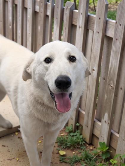 Enlarge Camo, an adopted mixed breed in Inverness, FL image 3/3