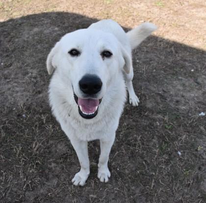 Enlarge Camo, an adopted mixed breed in Inverness, FL image 1/3