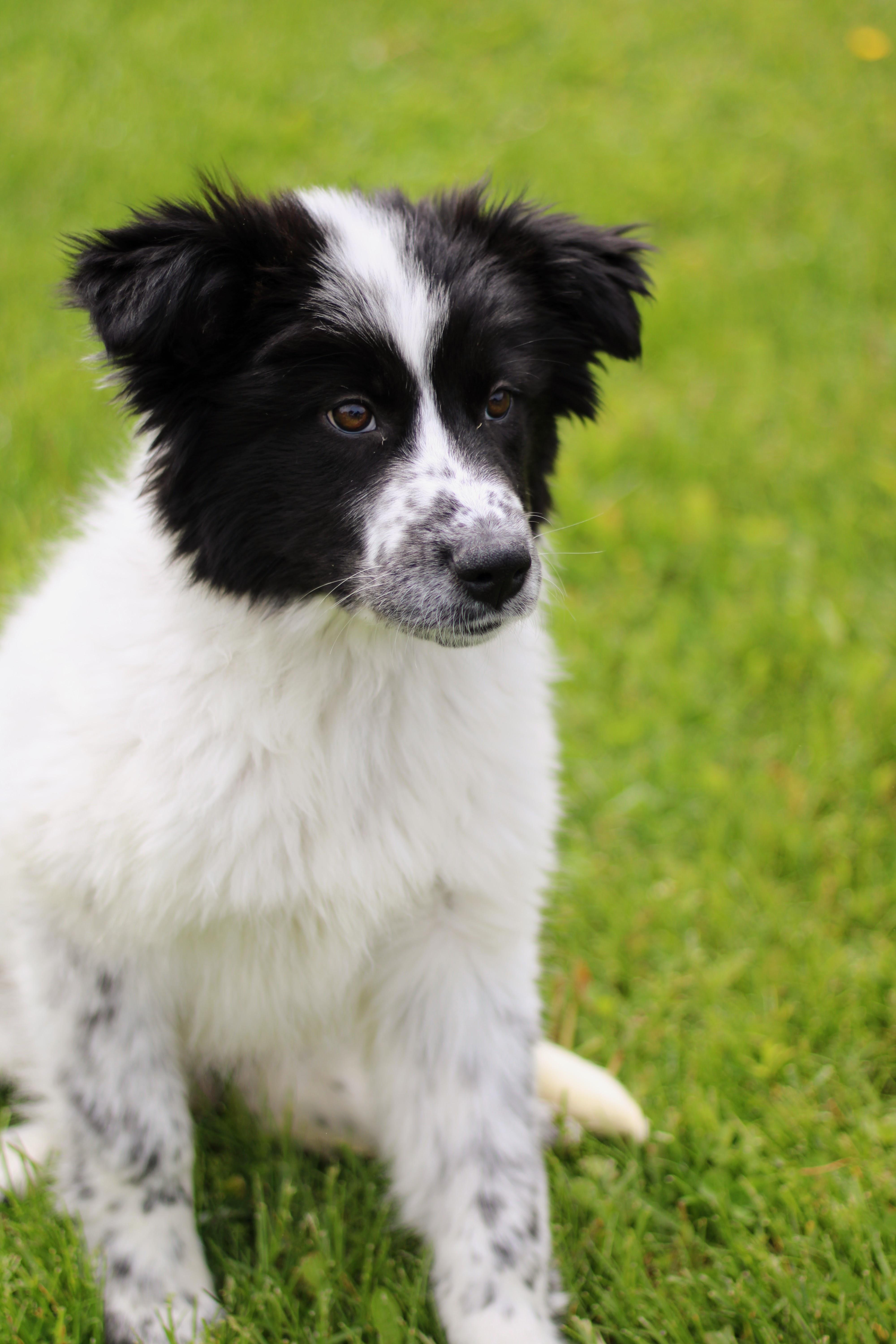 Enlarge Aspen, an adopted mixed breed in Battle Creek, MI image 4/4