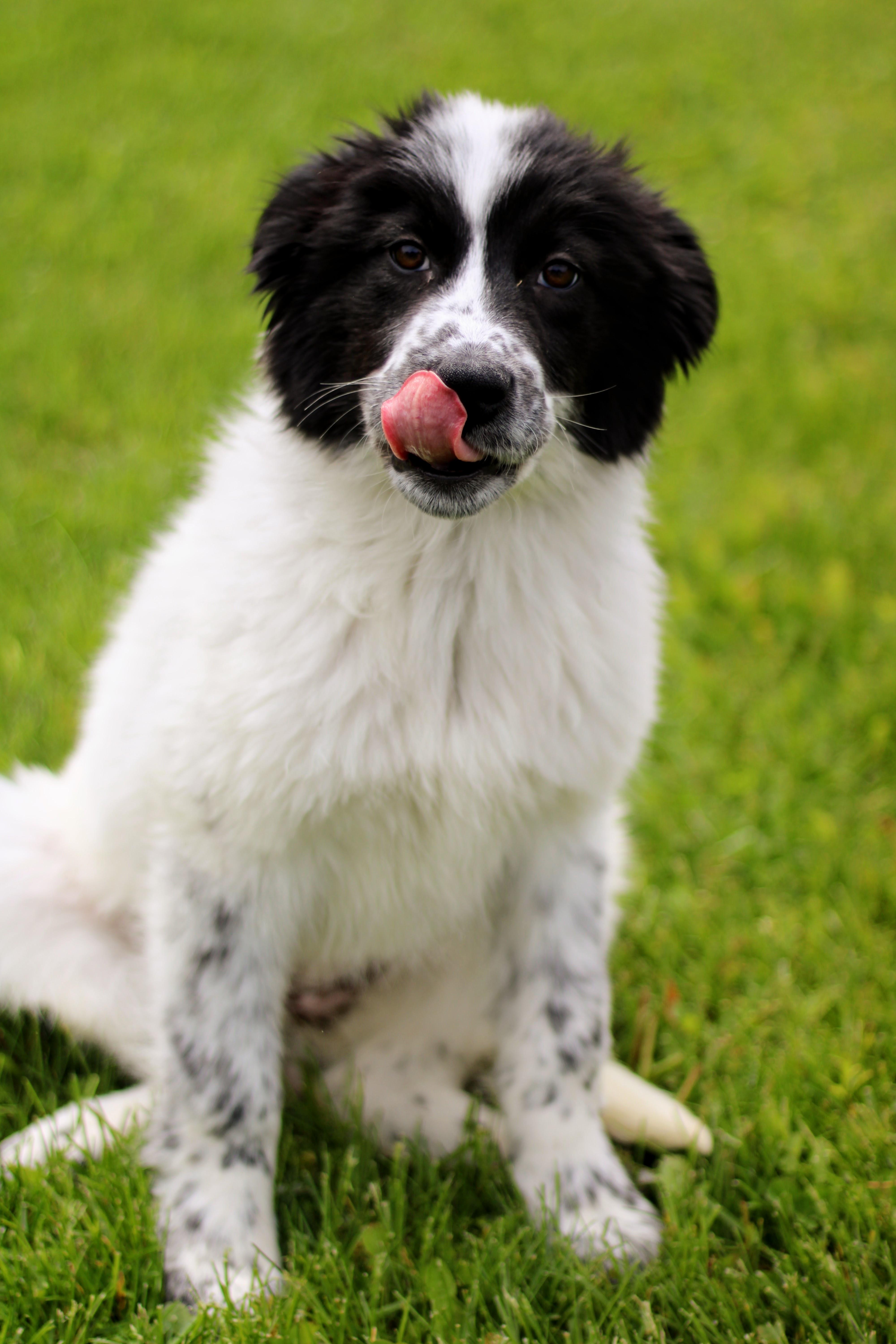 Enlarge Aspen, an adopted mixed breed in Battle Creek, MI image 3/4