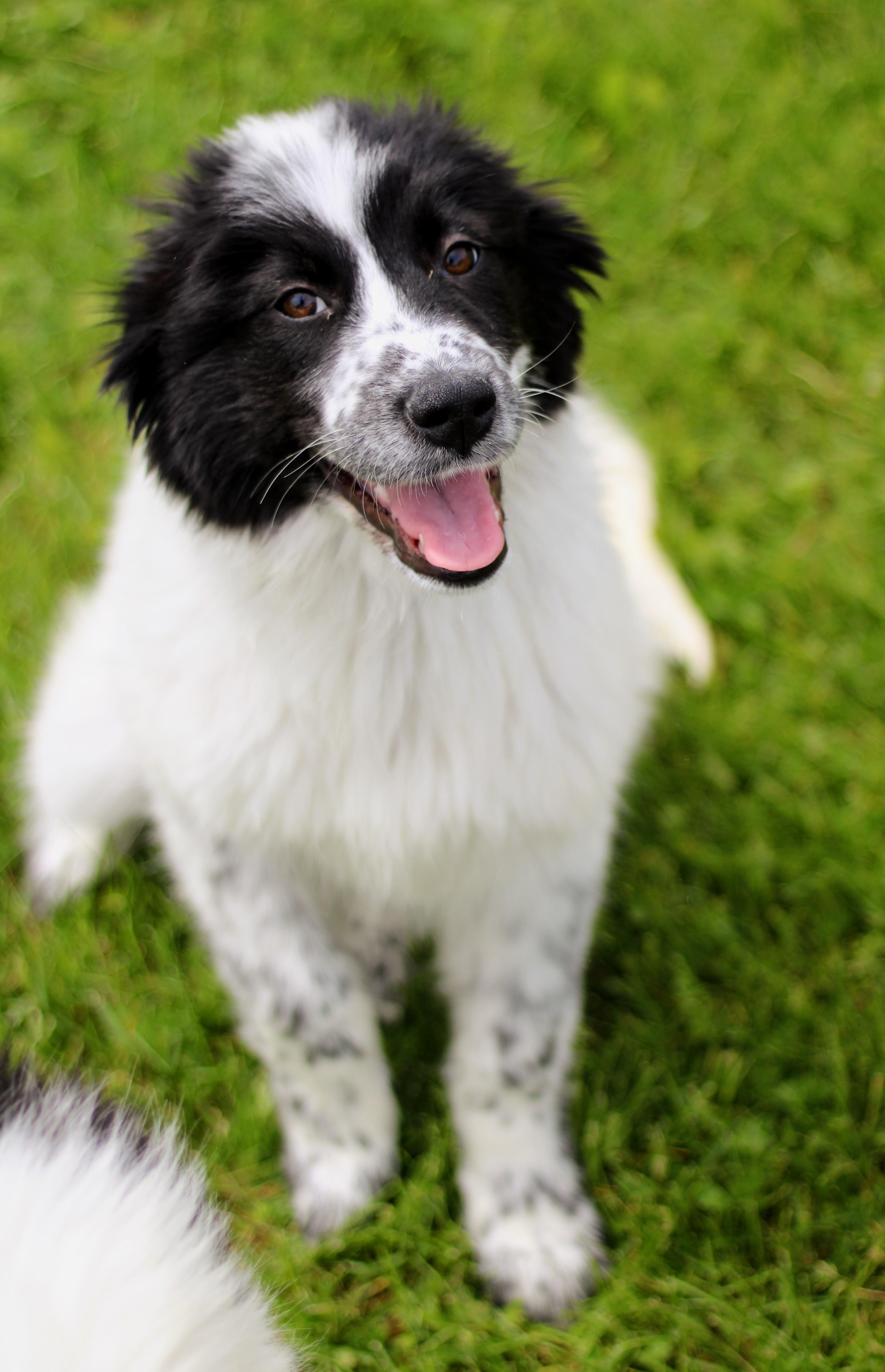Enlarge Aspen, an adopted mixed breed in Battle Creek, MI image 2/4