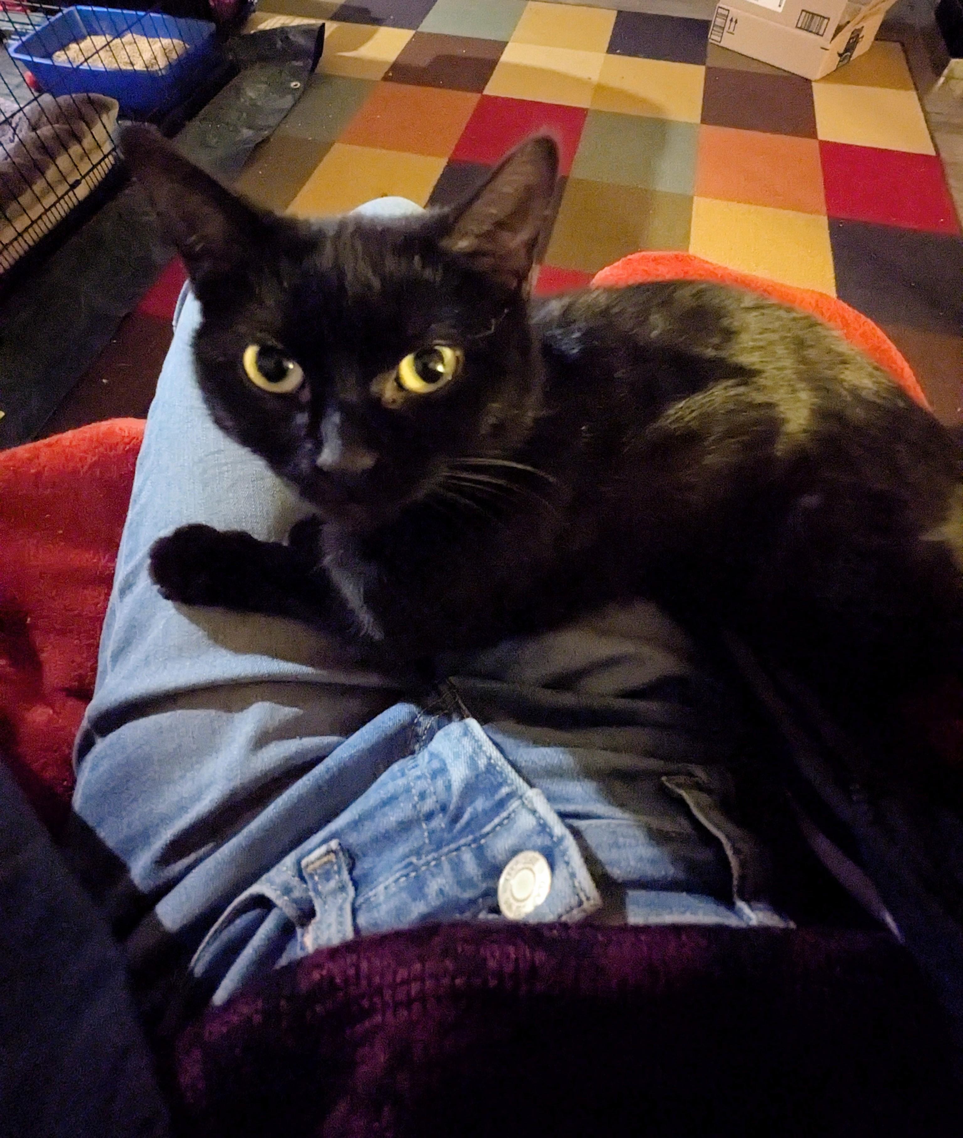 Enlarge Twyla , a ADOPTABLE Domestic Short Hair in Hendersonville, NC image 2/3