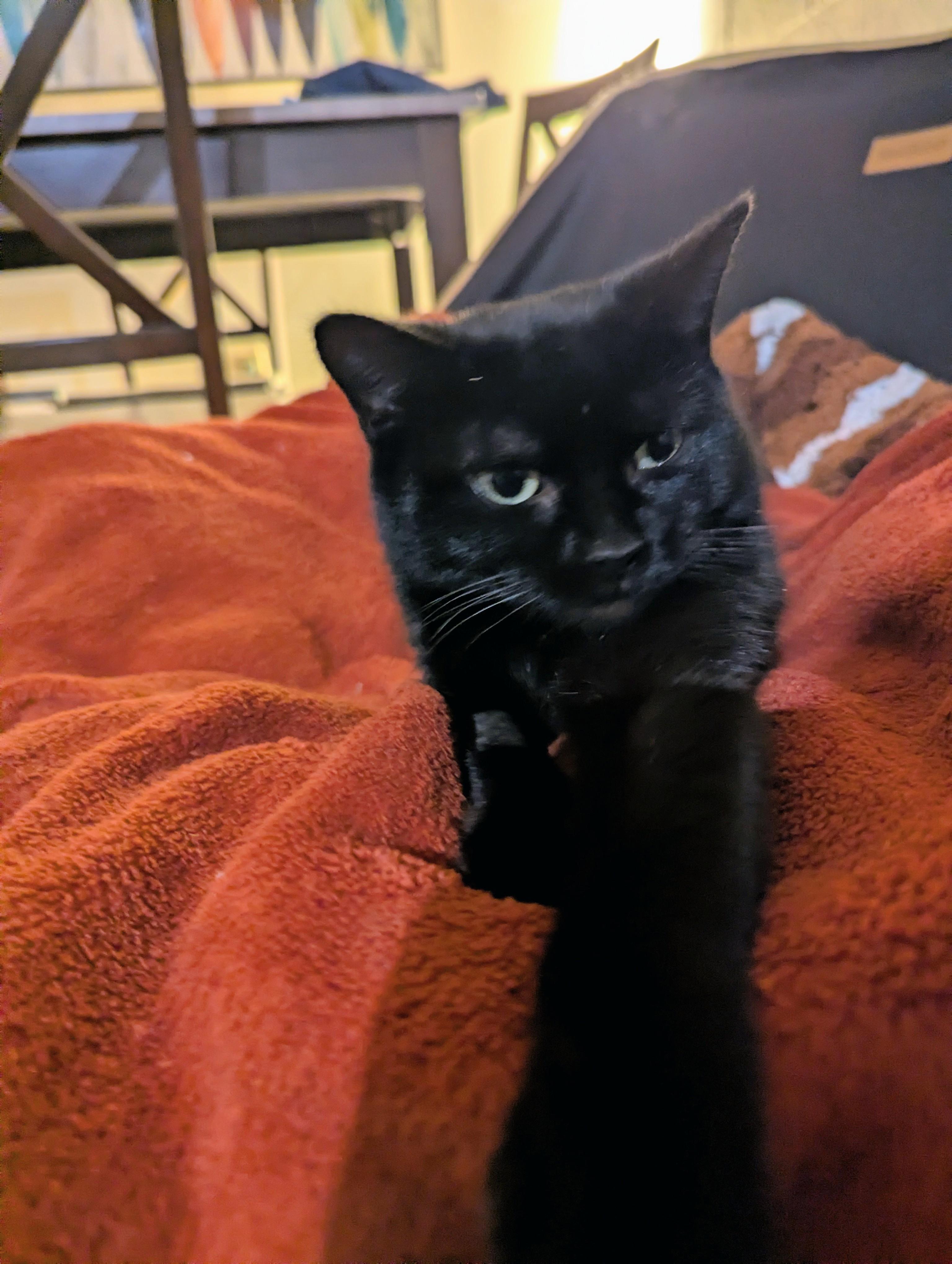 Enlarge Twyla , a ADOPTABLE Domestic Short Hair in Hendersonville, NC image 3/3