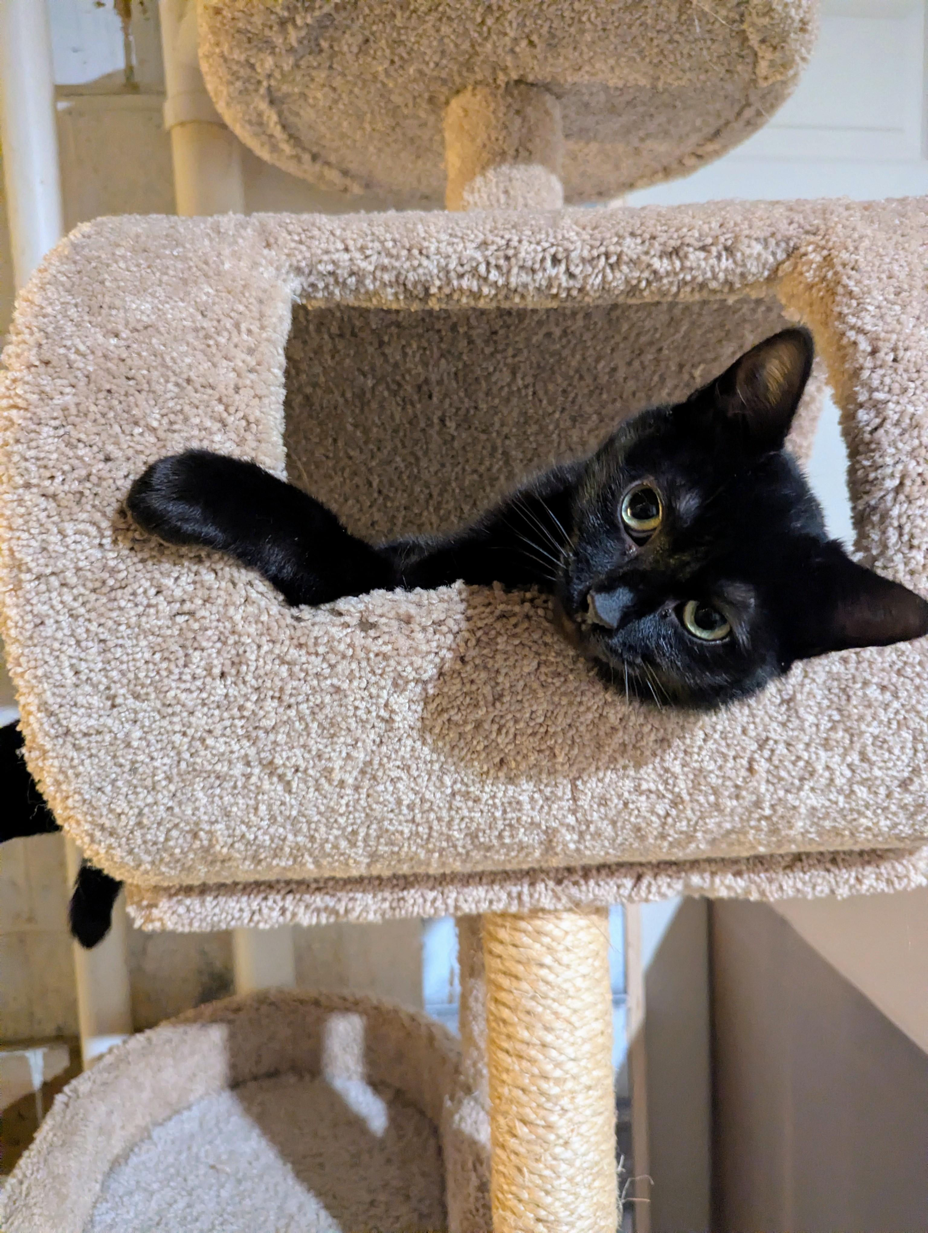 Enlarge Twyla Stargazer , a ADOPTABLE Domestic Short Hair in Hendersonville, NC image 1/6