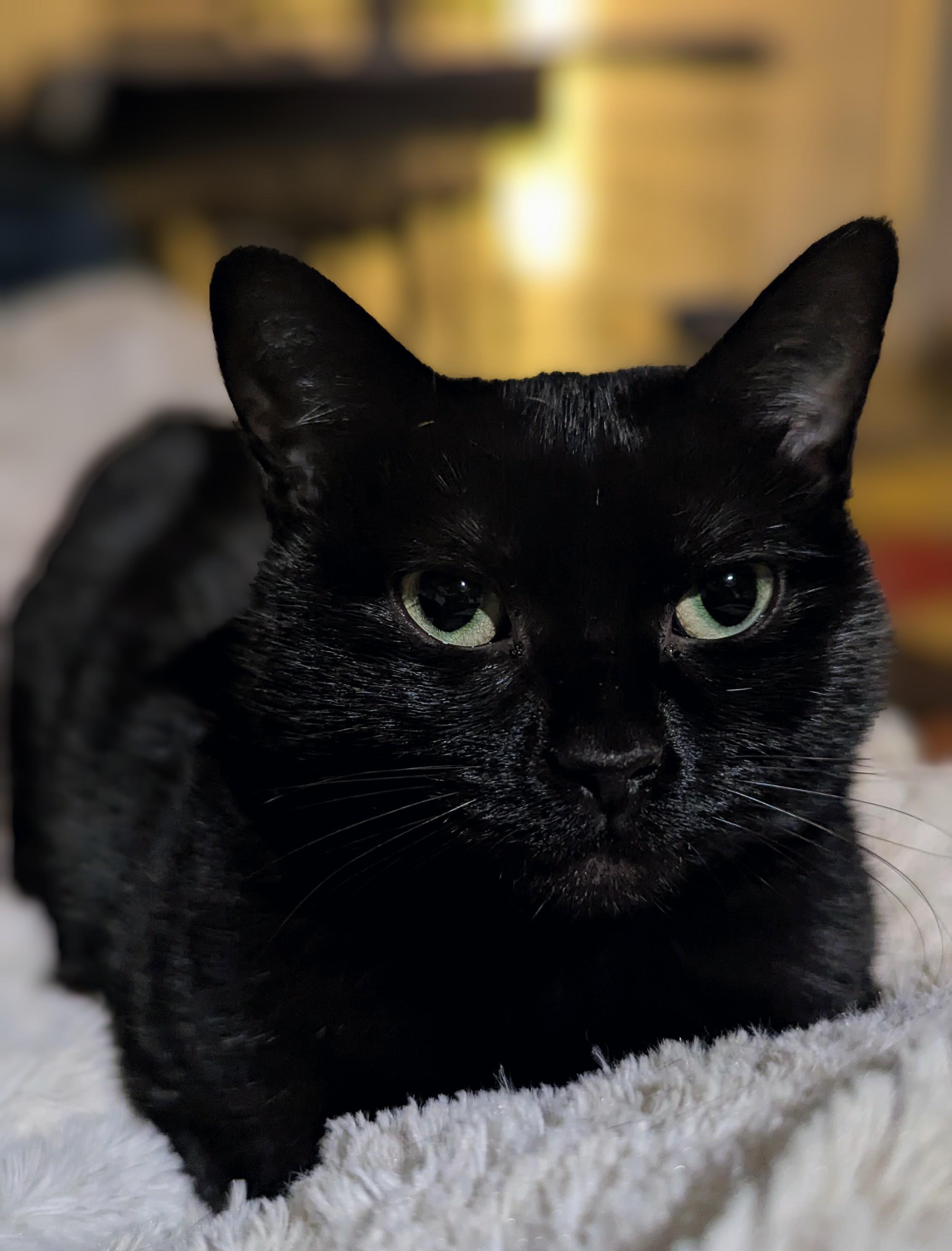 Enlarge Twyla Stargazer , a ADOPTABLE Domestic Short Hair in Hendersonville, NC image 6/6