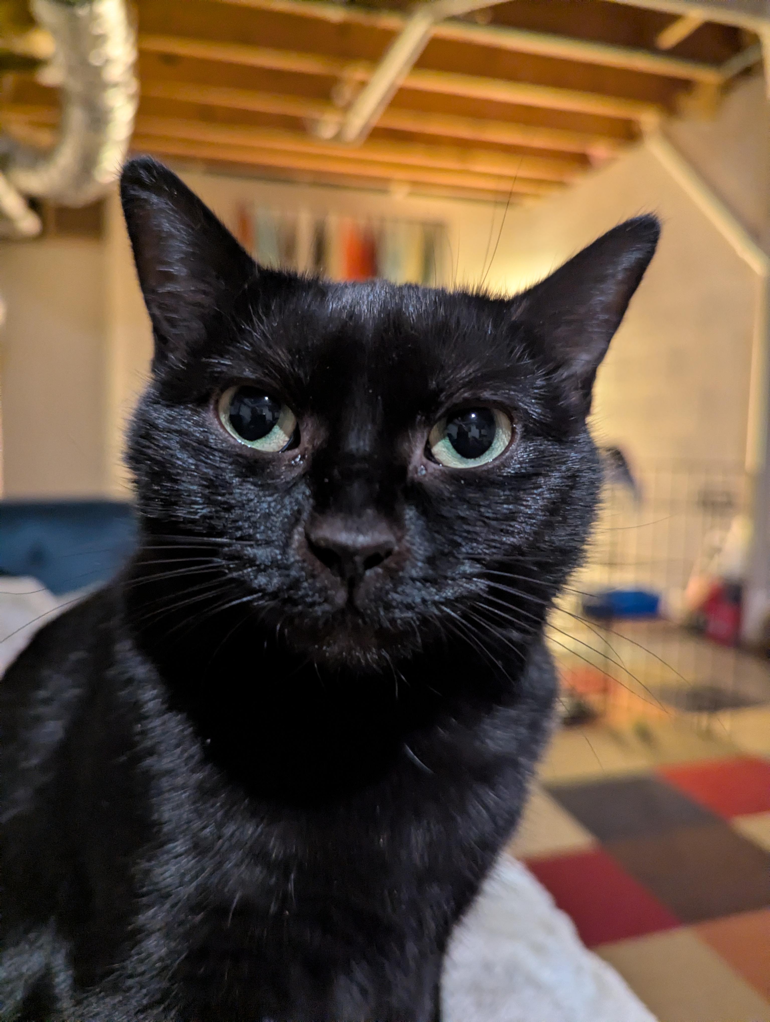 Twyla Stargazer , a ADOPTABLE Domestic Short Hair in Hendersonville, NC image 6/6