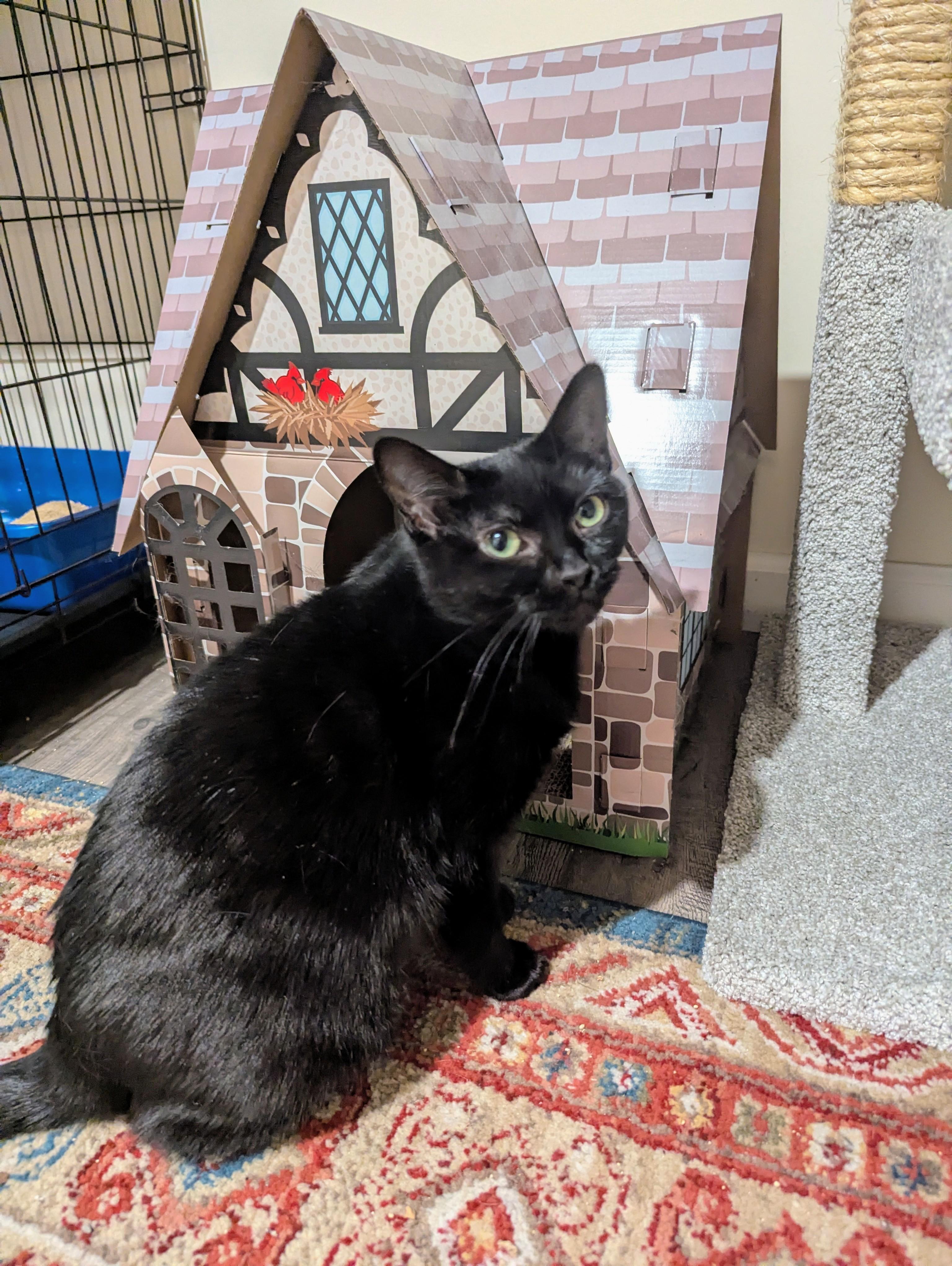 Enlarge Twyla Stargazer , a ADOPTABLE Domestic Short Hair in Hendersonville, NC image 6/6