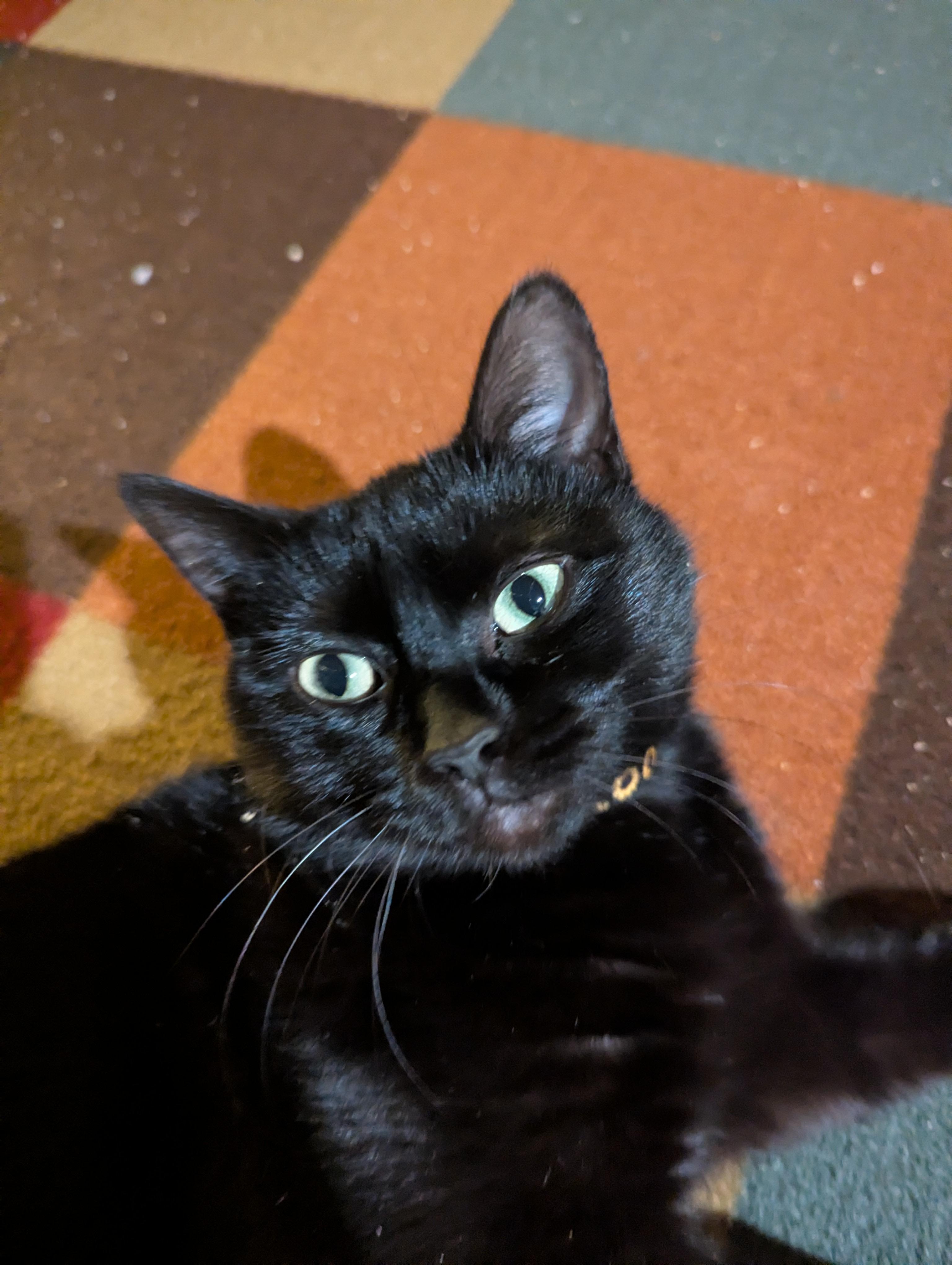 Enlarge Twyla Stargazer , a ADOPTABLE Domestic Short Hair in Hendersonville, NC image 6/6