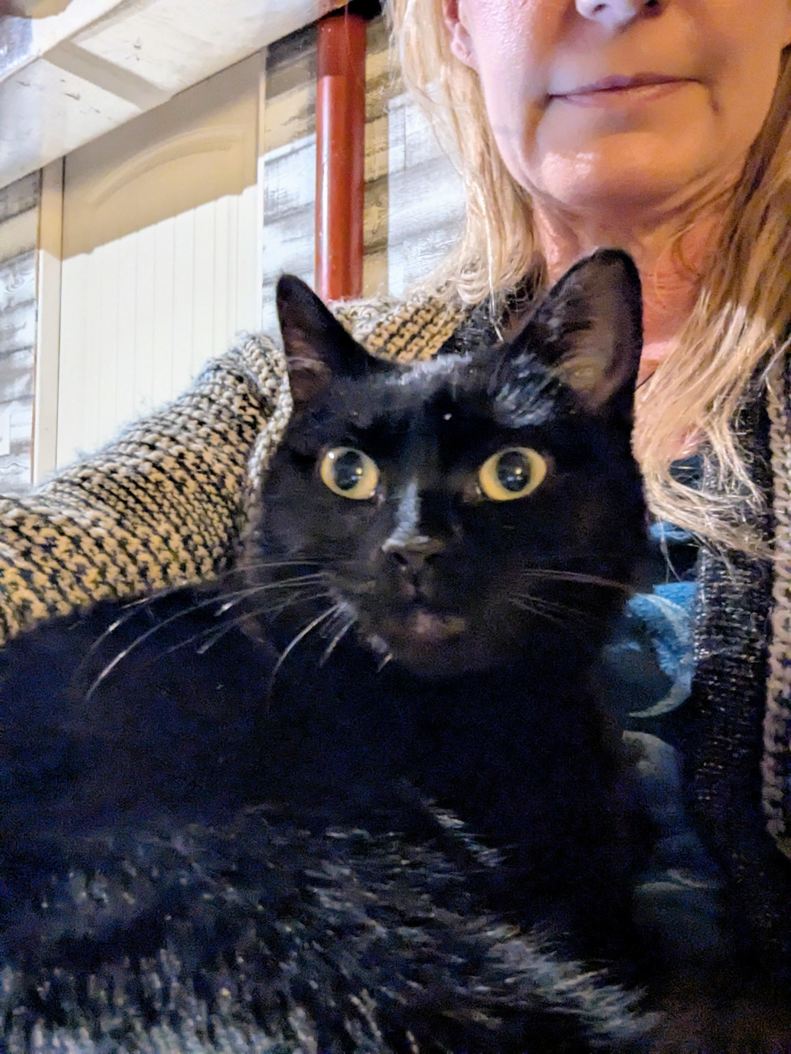 Enlarge Twyla Stargazer , a ADOPTABLE Domestic Short Hair in Hendersonville, NC image 5/6