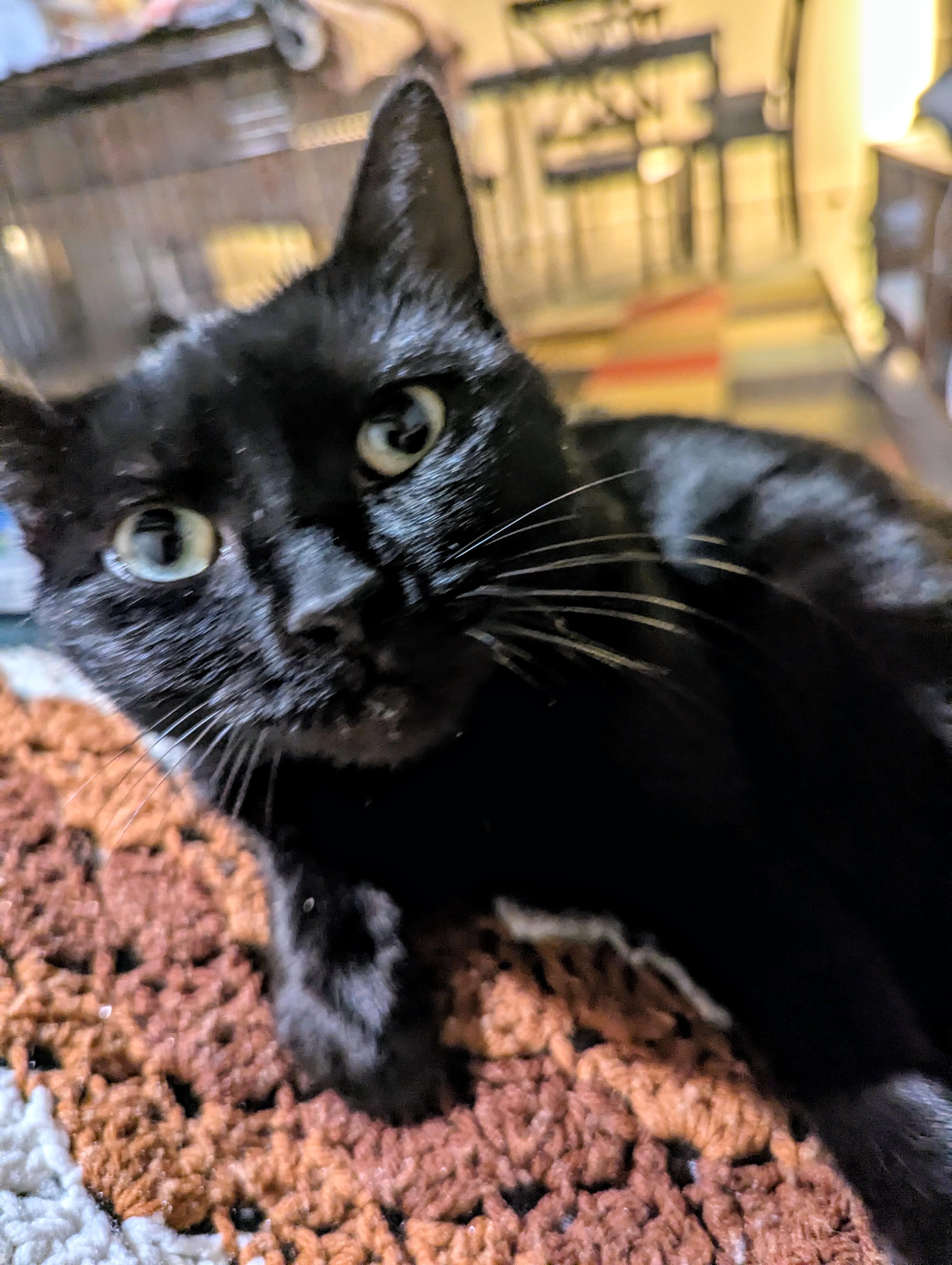 Twyla , ADOPTABLE, Young Female Domestic Short Hair.