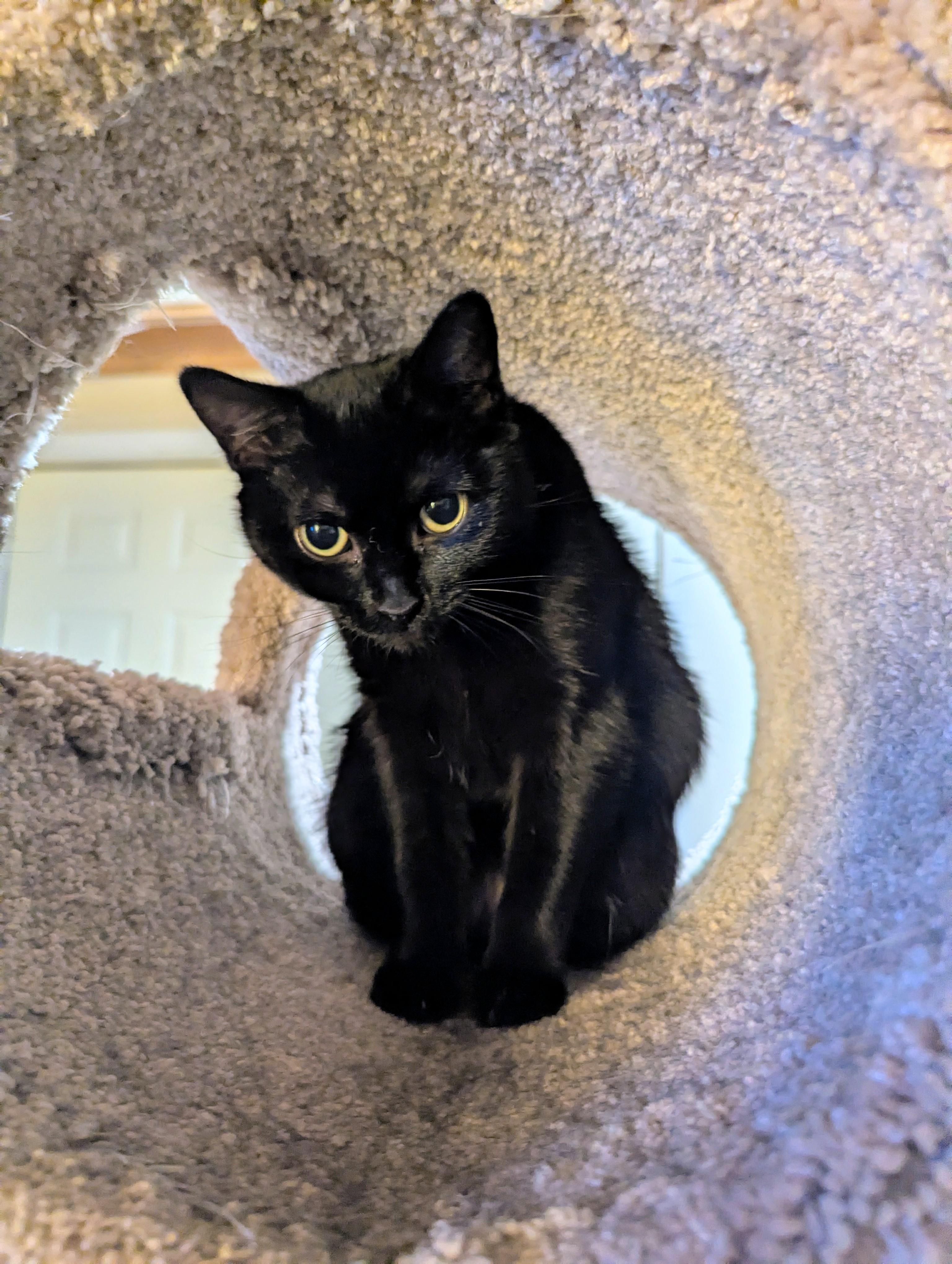 Enlarge Twyla Stargazer , a ADOPTABLE Domestic Short Hair in Hendersonville, NC image 5/6