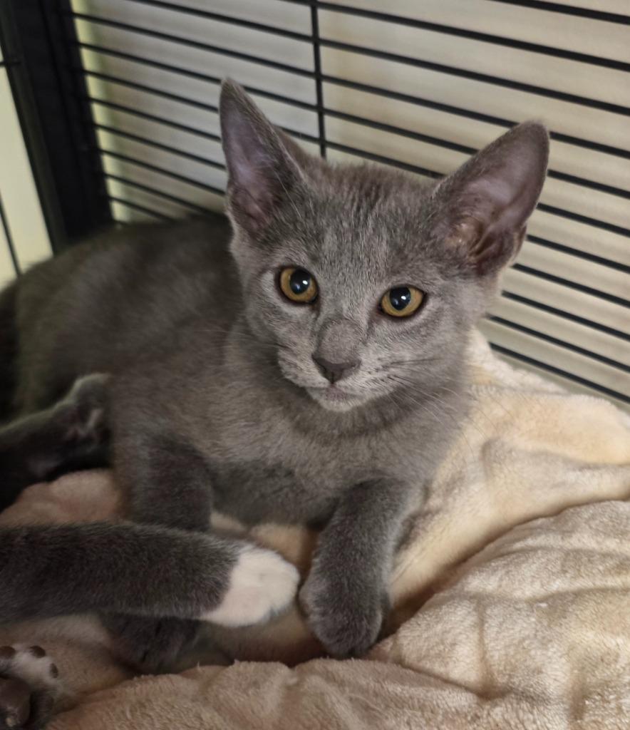 Chrissy Snow, Adopted, Kitten Female Domestic Short Hair.