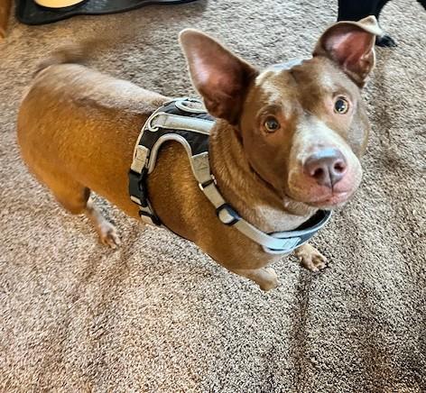 Enlarge Sugar, a Adoptable mixed breed in Ocala, FL image 1/3