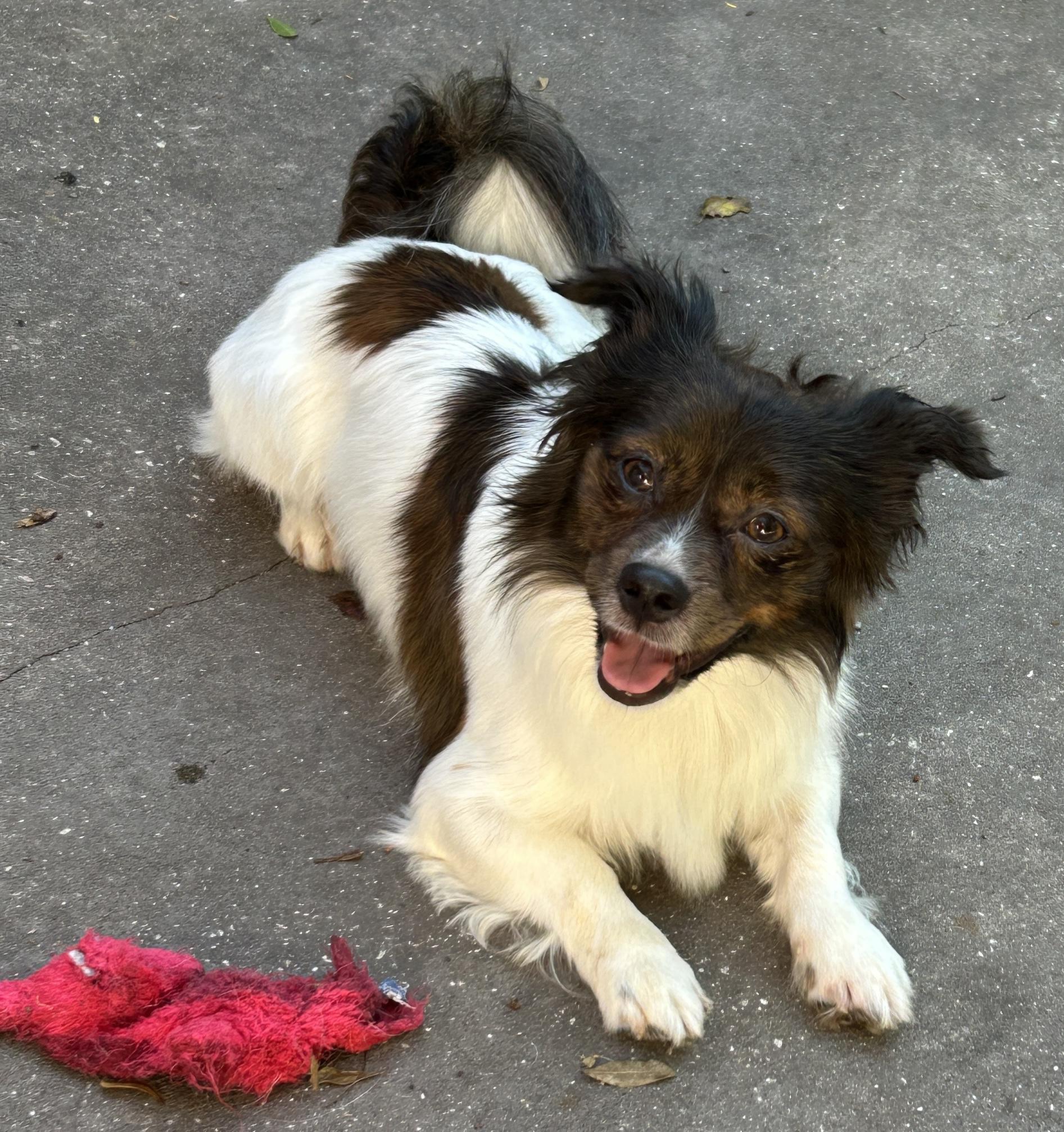 Enlarge Wyatt, a Adoptable mixed breed in Sarasota, FL image 3/6
