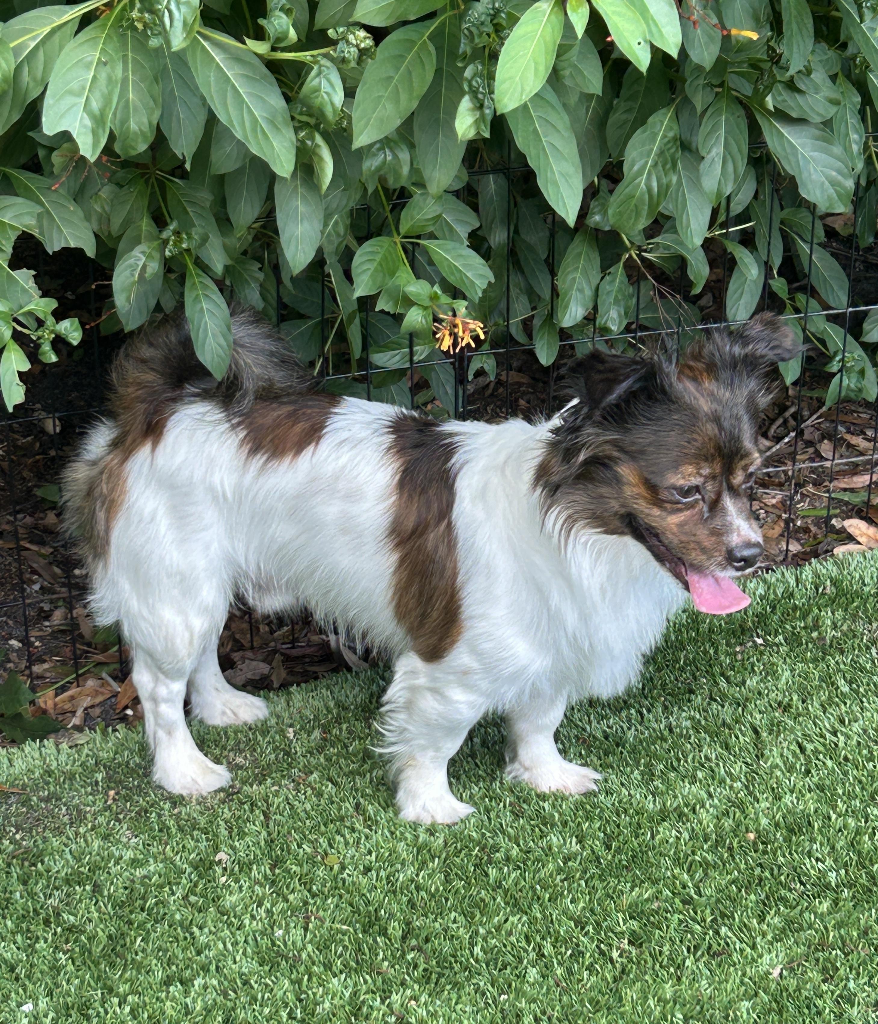 Enlarge Wyatt, a Adoptable mixed breed in Sarasota, FL image 4/6