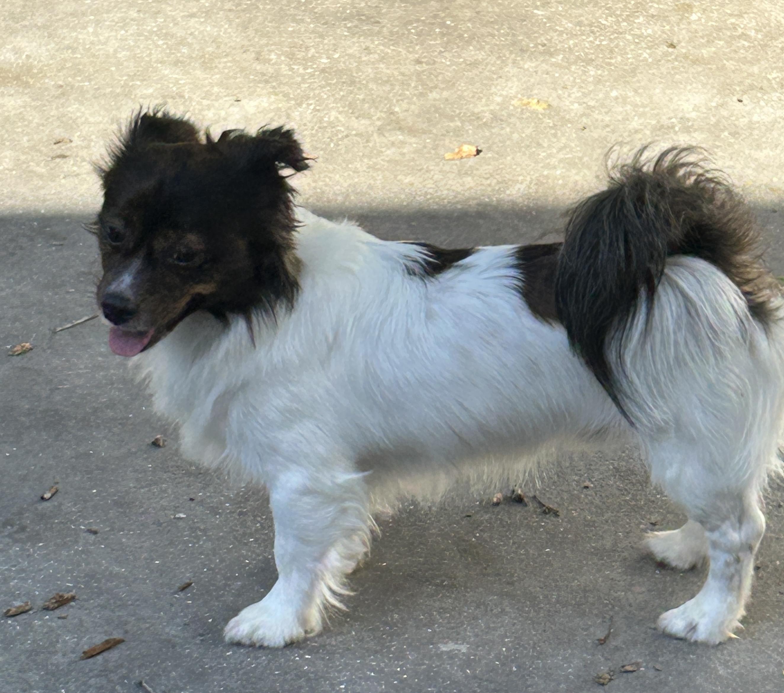 Enlarge Wyatt, a Adoptable mixed breed in Sarasota, FL image 2/6
