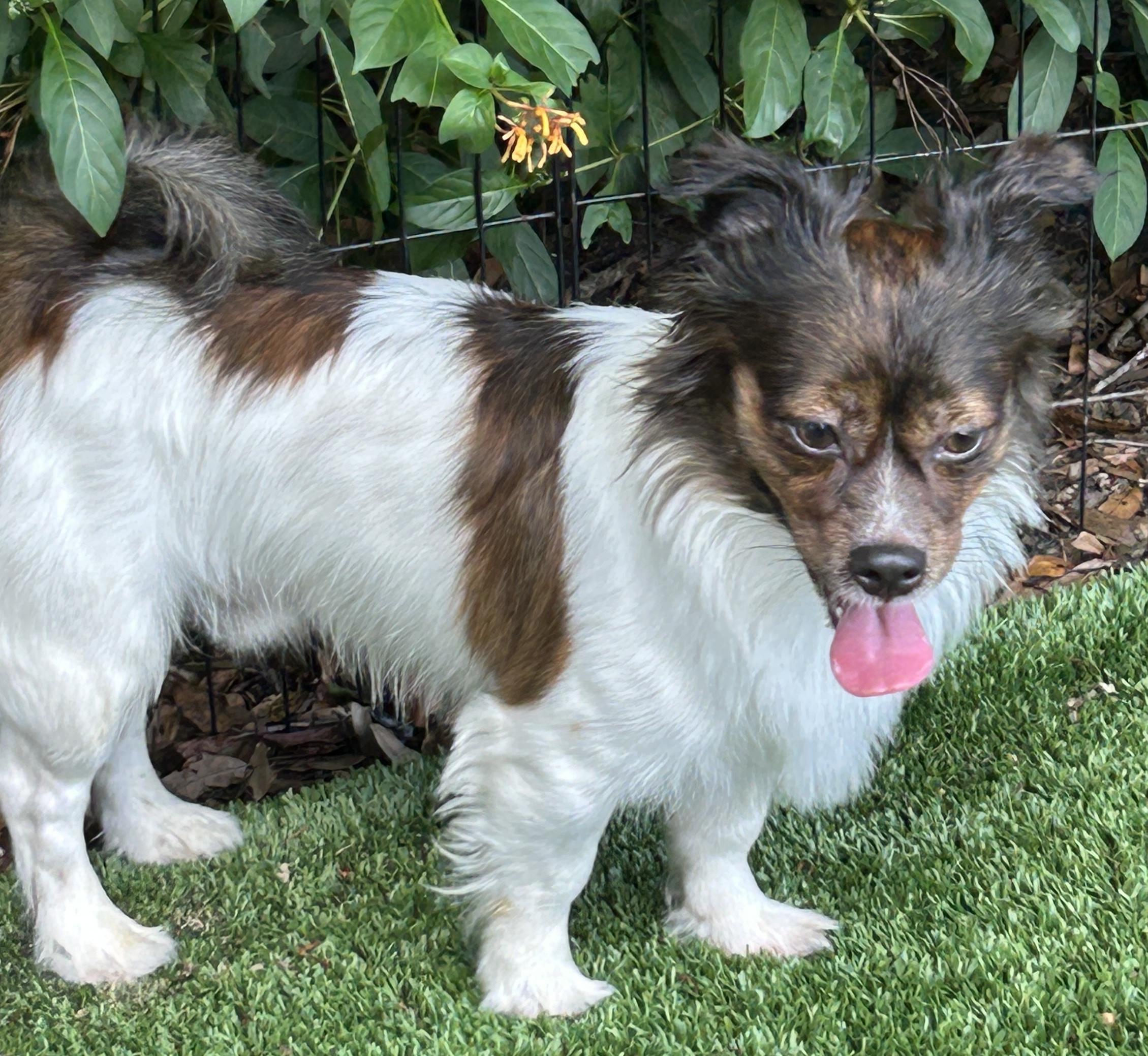 Enlarge Wyatt, a Adoptable mixed breed in Sarasota, FL image 6/6