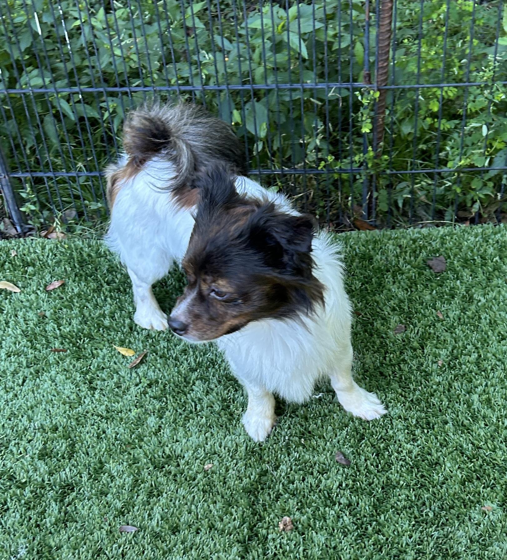 Enlarge Wyatt, a Adoptable mixed breed in Sarasota, FL image 5/6