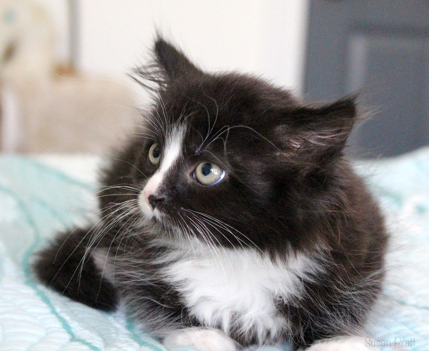Bitsy, an adopted Domestic Long Hair in Bedford, VA image 4/5