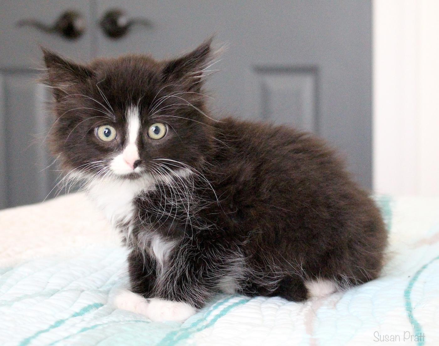 Bitsy, an adopted Domestic Long Hair in Bedford, VA image 2/5