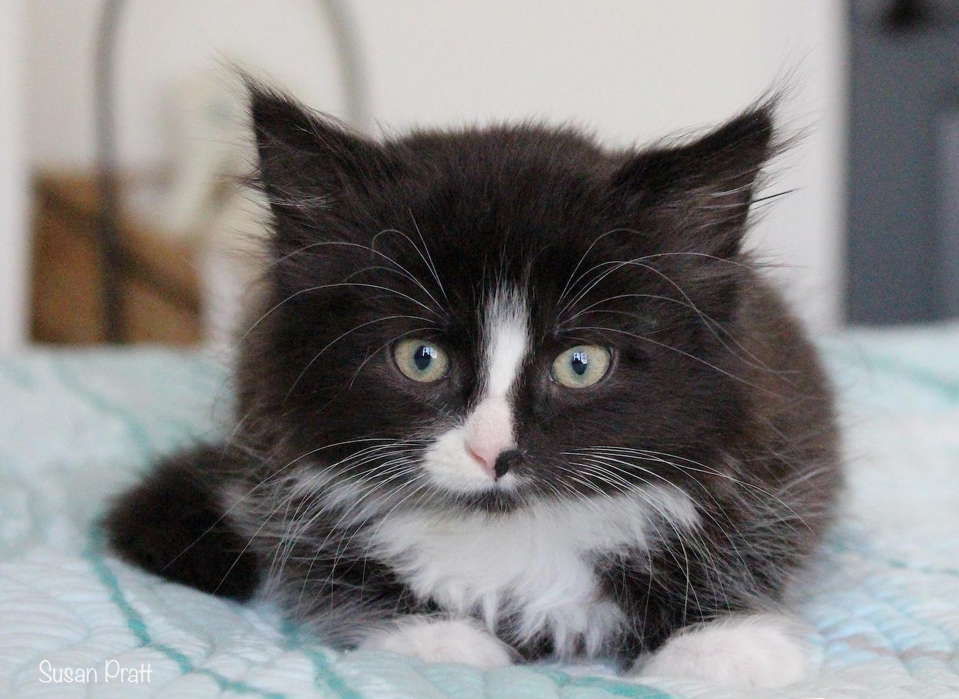 Bitsy, an adopted Domestic Long Hair in Bedford, VA image 1/5