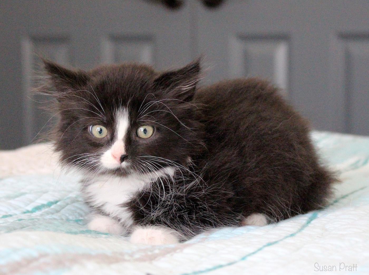 Bitsy, an adopted Domestic Long Hair in Bedford, VA image 3/5