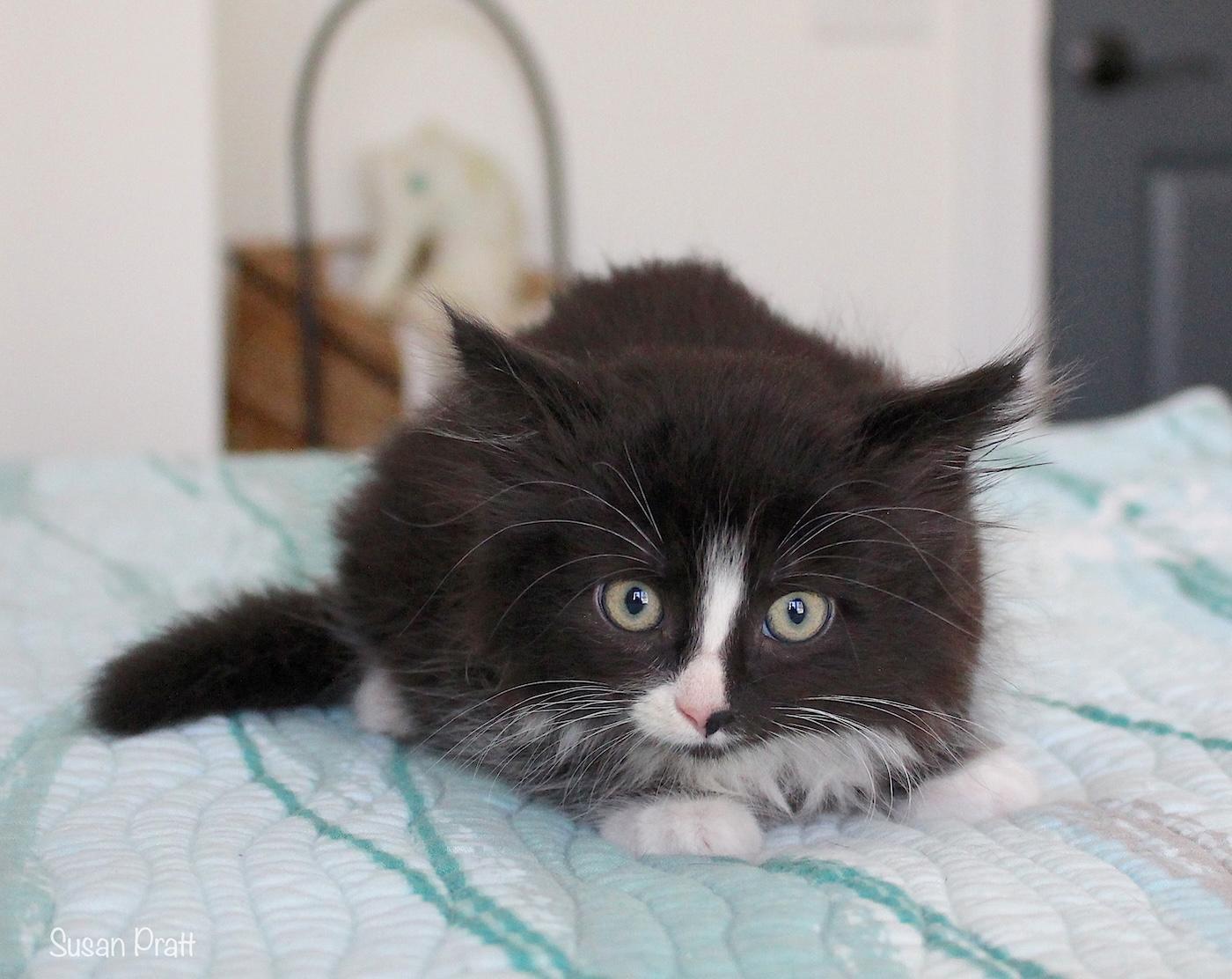 Bitsy, an adopted Domestic Long Hair in Bedford, VA image 5/5