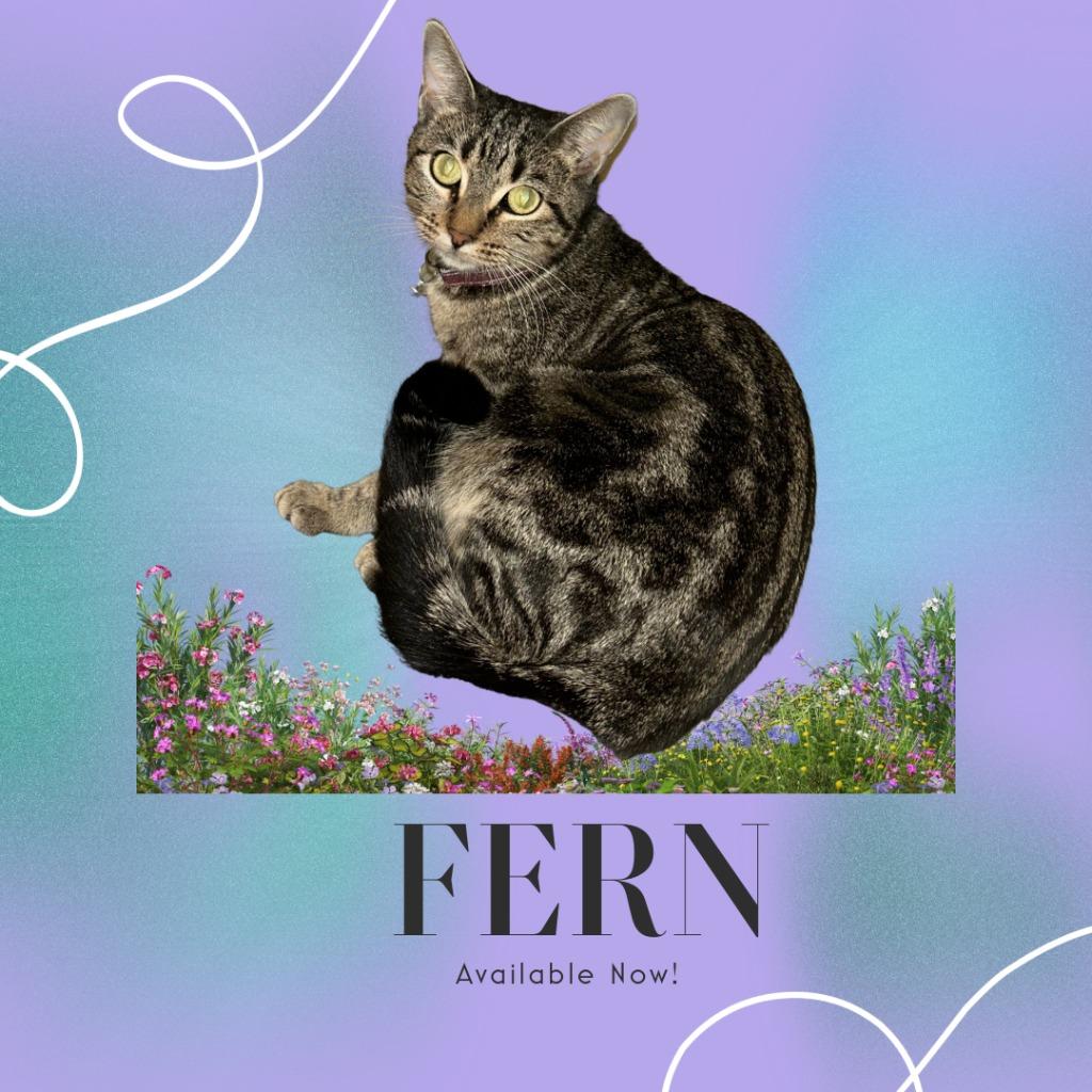Fern, Adopted, Adult Female Domestic Short Hair.
