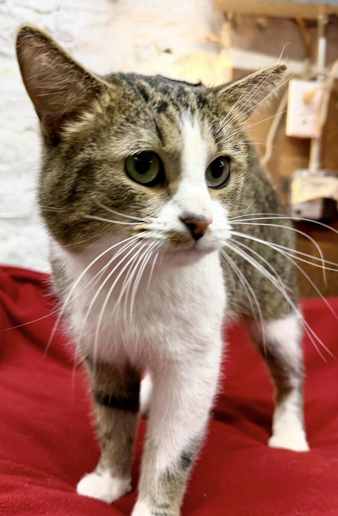 Enlarge Kris, a ADOPTABLE Domestic Short Hair in Avon, OH image 5/5