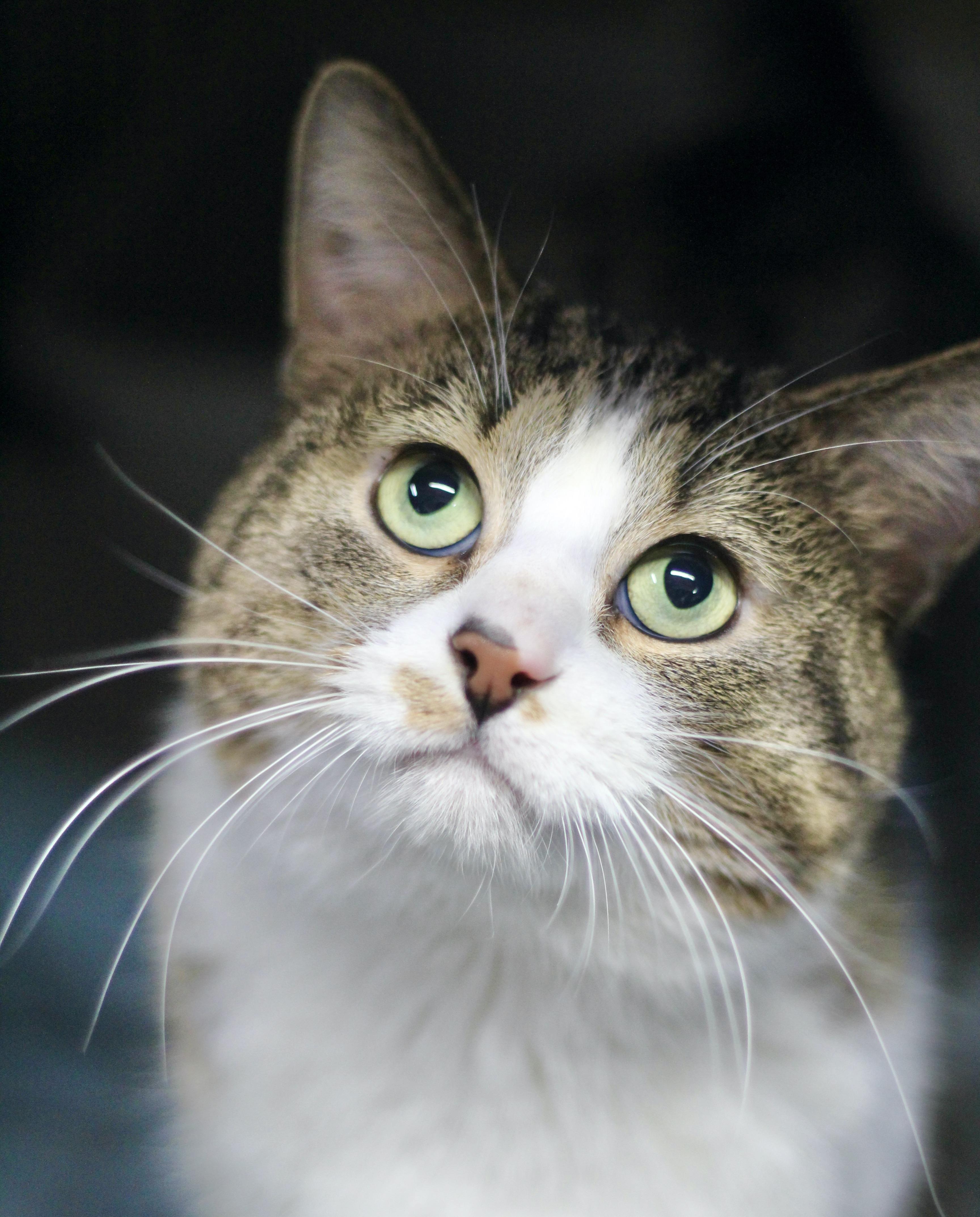 Enlarge Kris, a ADOPTABLE Domestic Short Hair in Avon, OH image 4/5