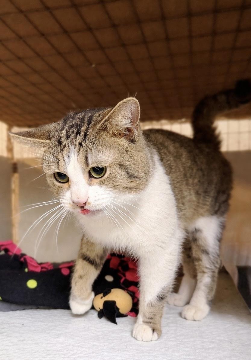 Enlarge Kris, a ADOPTABLE Domestic Short Hair in Avon, OH image 2/5