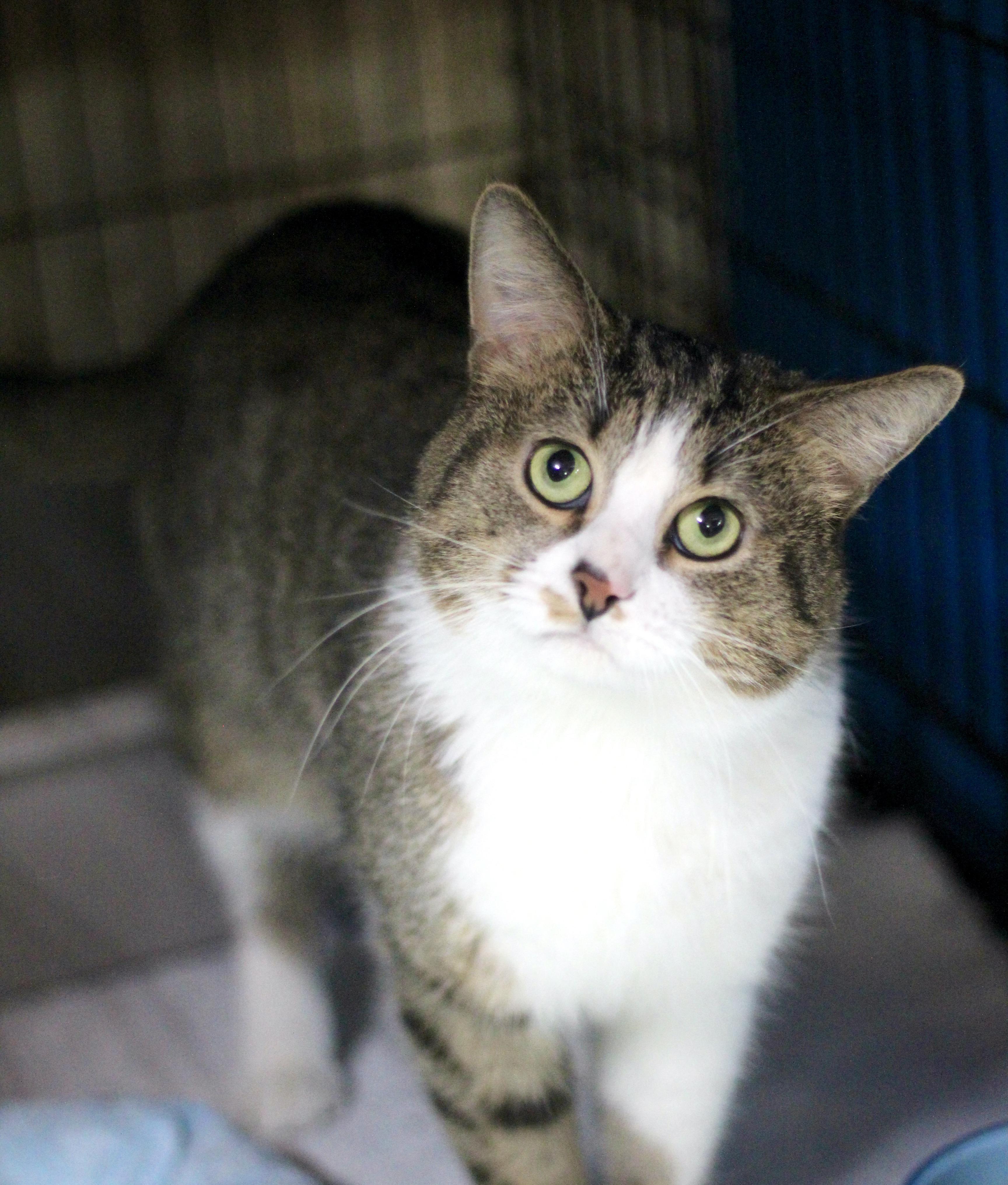 Enlarge Kris, a ADOPTABLE Domestic Short Hair in Avon, OH image 3/5