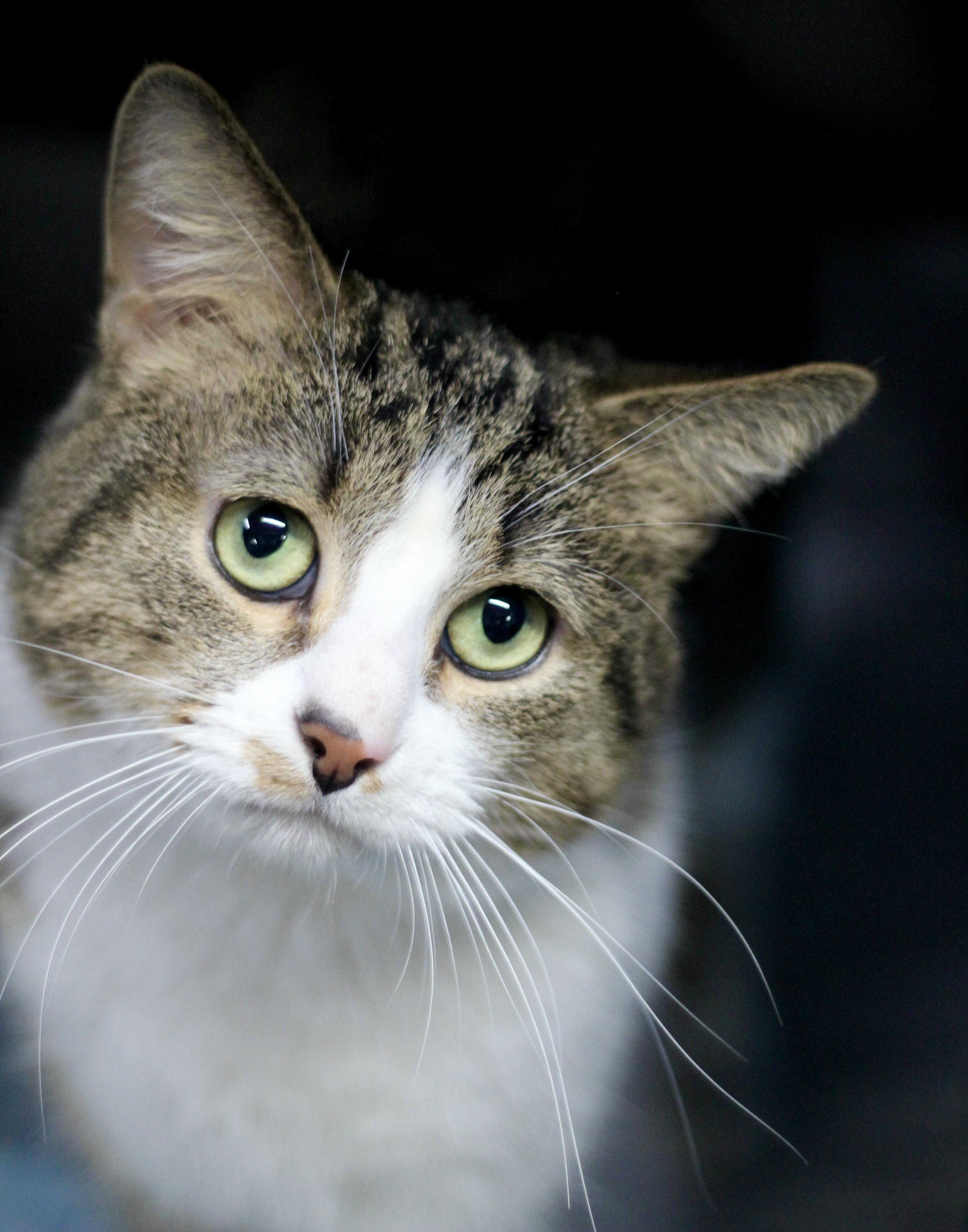 Enlarge Kris, a ADOPTABLE Domestic Short Hair in Avon, OH image 1/5